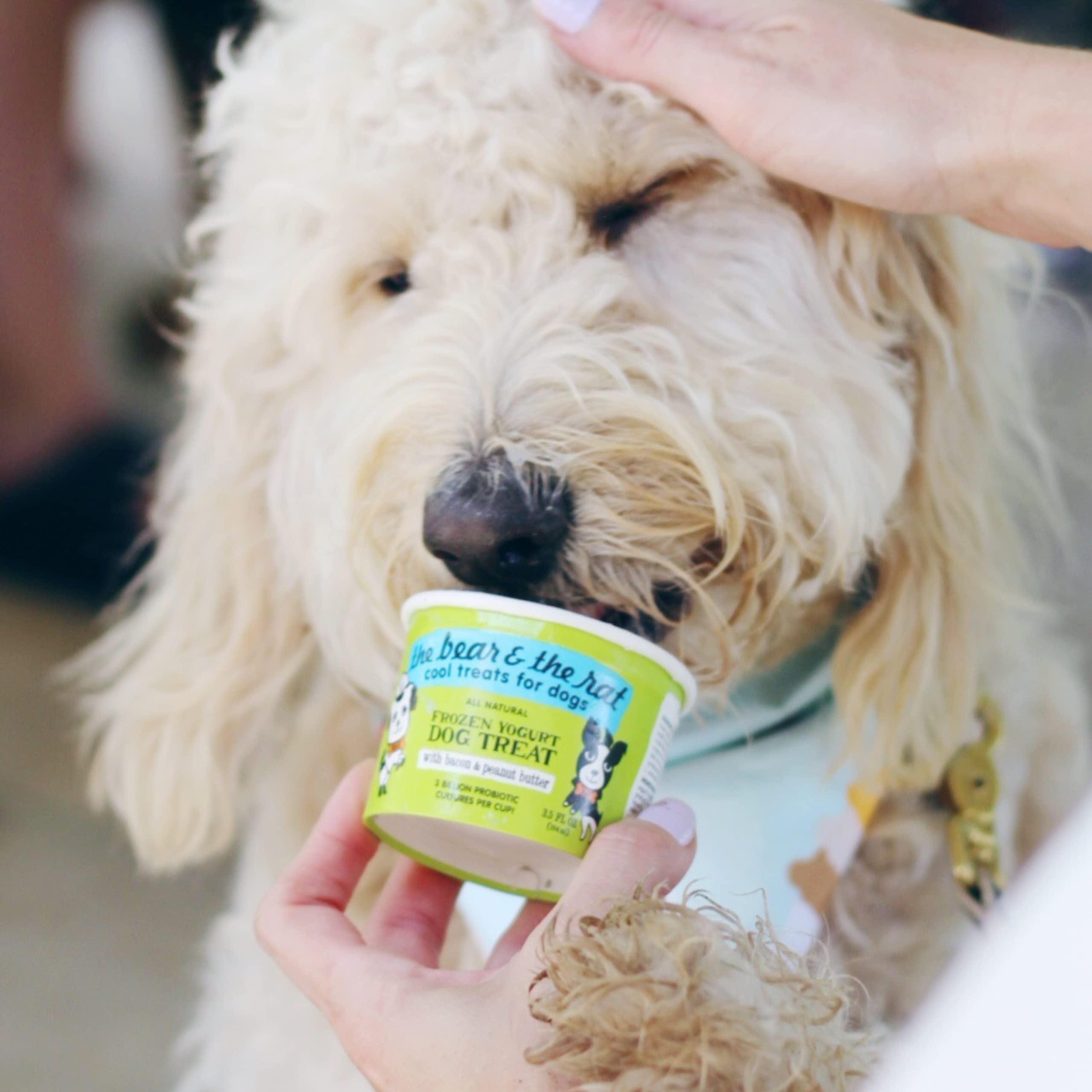 Bacon & Peanut Butter Frozen Dog Treats - Healthy Ice Cream for Puppies to Large Dogs (Pack of 4) | Gut-Friendly Pup Cups | Made in USA by The Bear & The Rat | Perfect for Summer Treats & Dog Birthday Parties