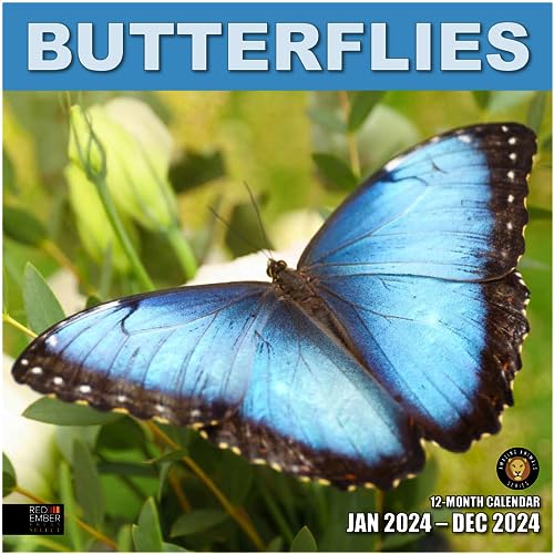 06 - Butterflies