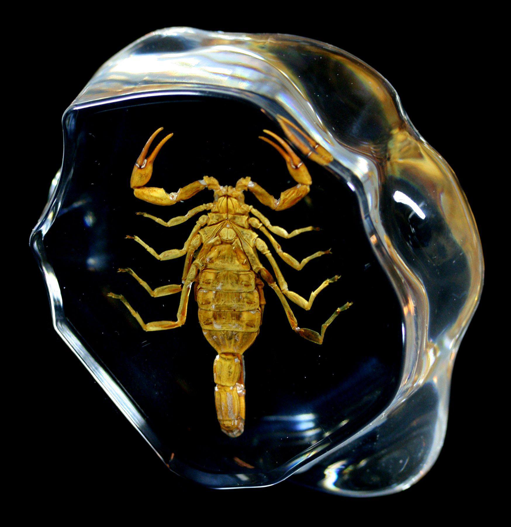 Real Brown Scorpion Encased in Clear Resin - Unique Home Decor, Science Display & Educational Specimen for Collectors