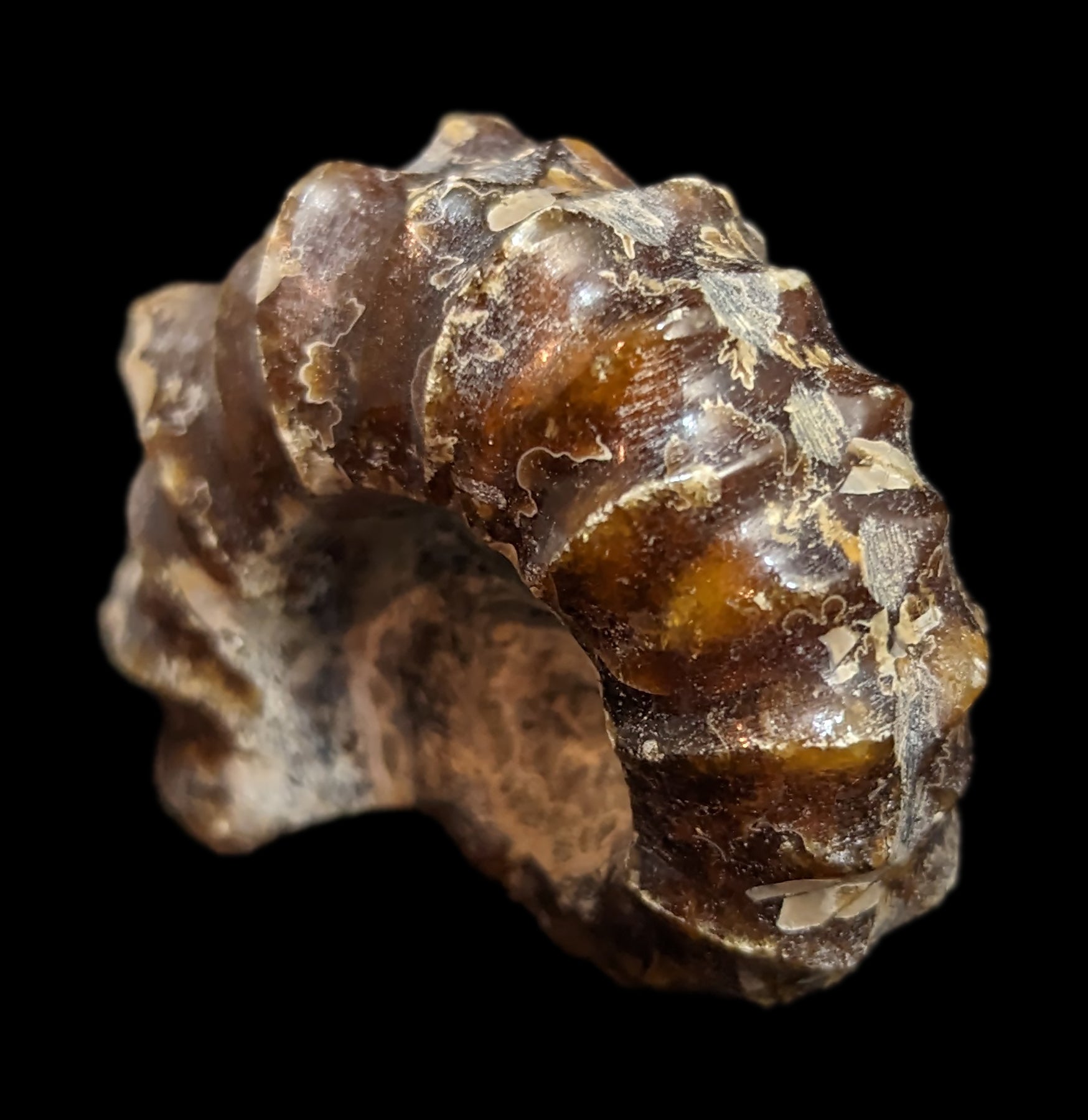 Authentic Douvilleiceras Inquinodum Ammonite Fossil - Rare Prehistoric Specimen for Collectors, Home Decor & Educational Displays