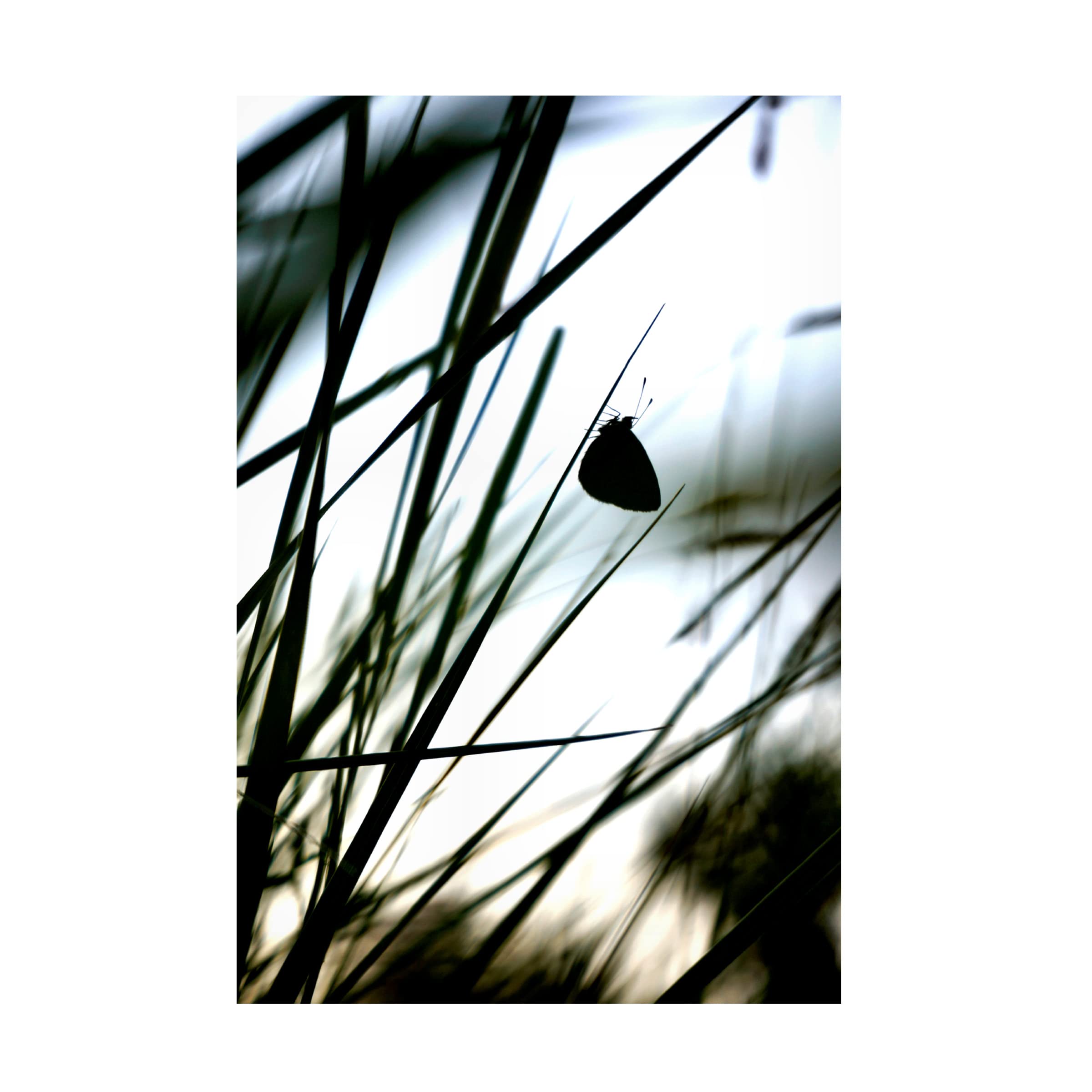 Trademark Fine Art 'Delicacy' Canvas Wall Art by Christian Marcel - Elegant Home Decor for Living Room, Bedroom & Office
