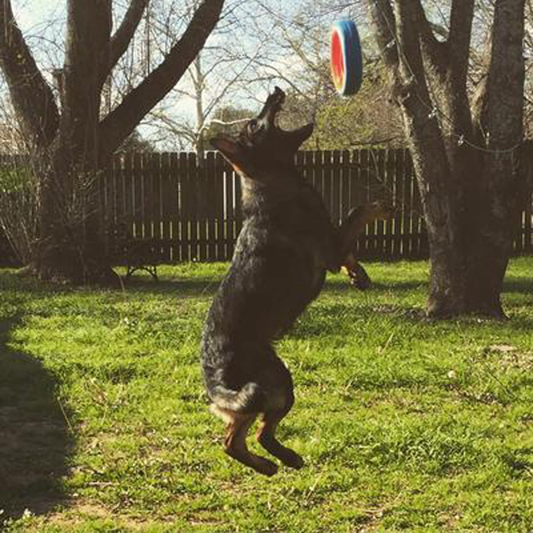 Chuckit! Fetch Wheel Outdoor Dog Toy for Large Breeds - Durable Flying Disc for Active Dogs - Perfect for Beach, Park & Backyard Playtime