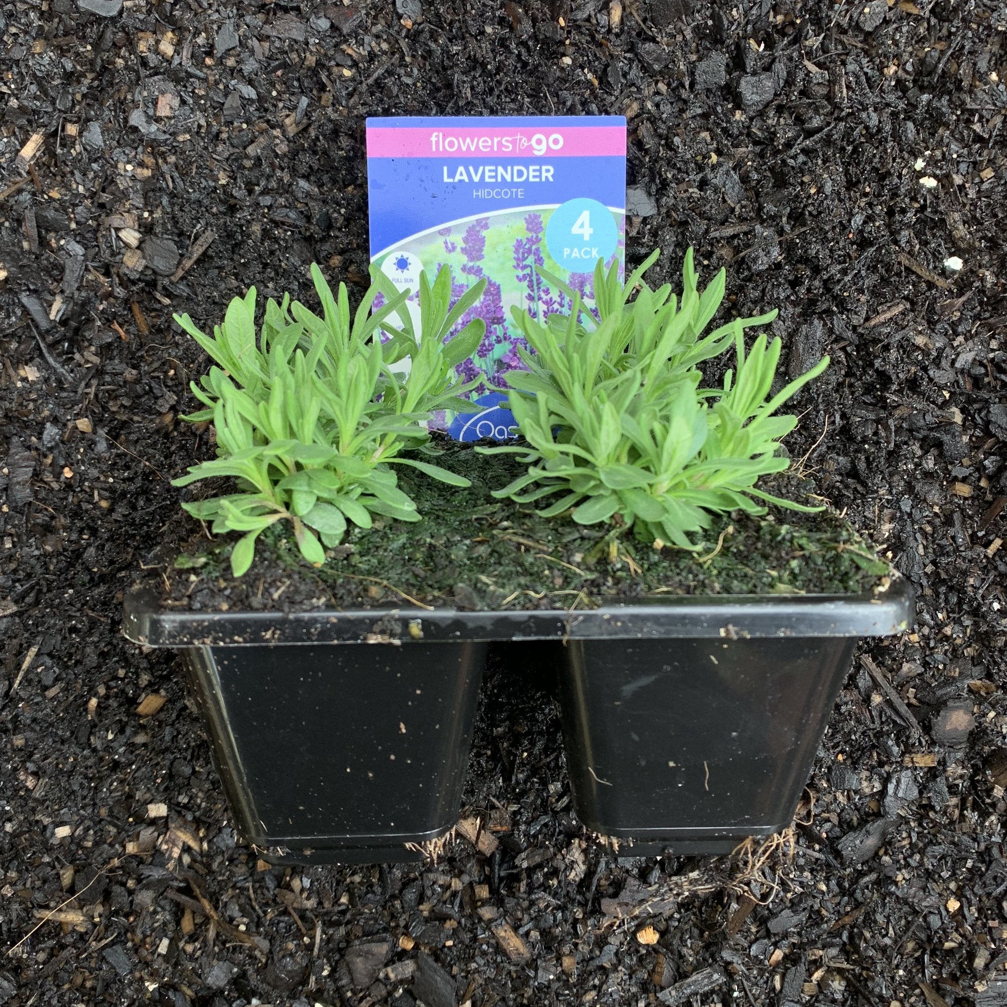 Lavender 'Hidcote' English Lavender Plants - Fragrant Perennial Herb for Gardens, Landscaping & Aromatherapy | Perfect for Borders, Containers & DIY Essential Oils