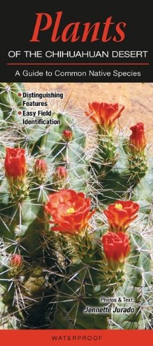 Chihuahuan Desert Plants Guide: Common Native Species for Landscaping & Gardening | Explore Desert Flora for Xeriscaping & Eco-Friendly Gardens