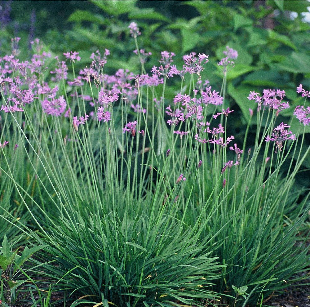 50 Live Society Garlic Plants (Tulbaghia Violacea) - Fragrant Butterfly-Attracting Flowers for Gardens, Borders & Landscaping