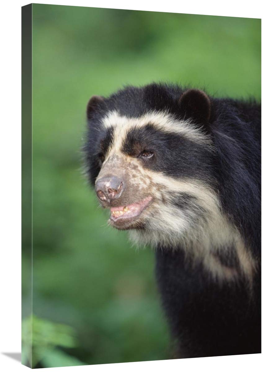 20 x 30 Inch Spectacled Bear Wall Art Print - Cerro Chaparri Peru Wildlife Photography by Tui De Roy - Perfect for Living Room, Bedroom or Office Decor