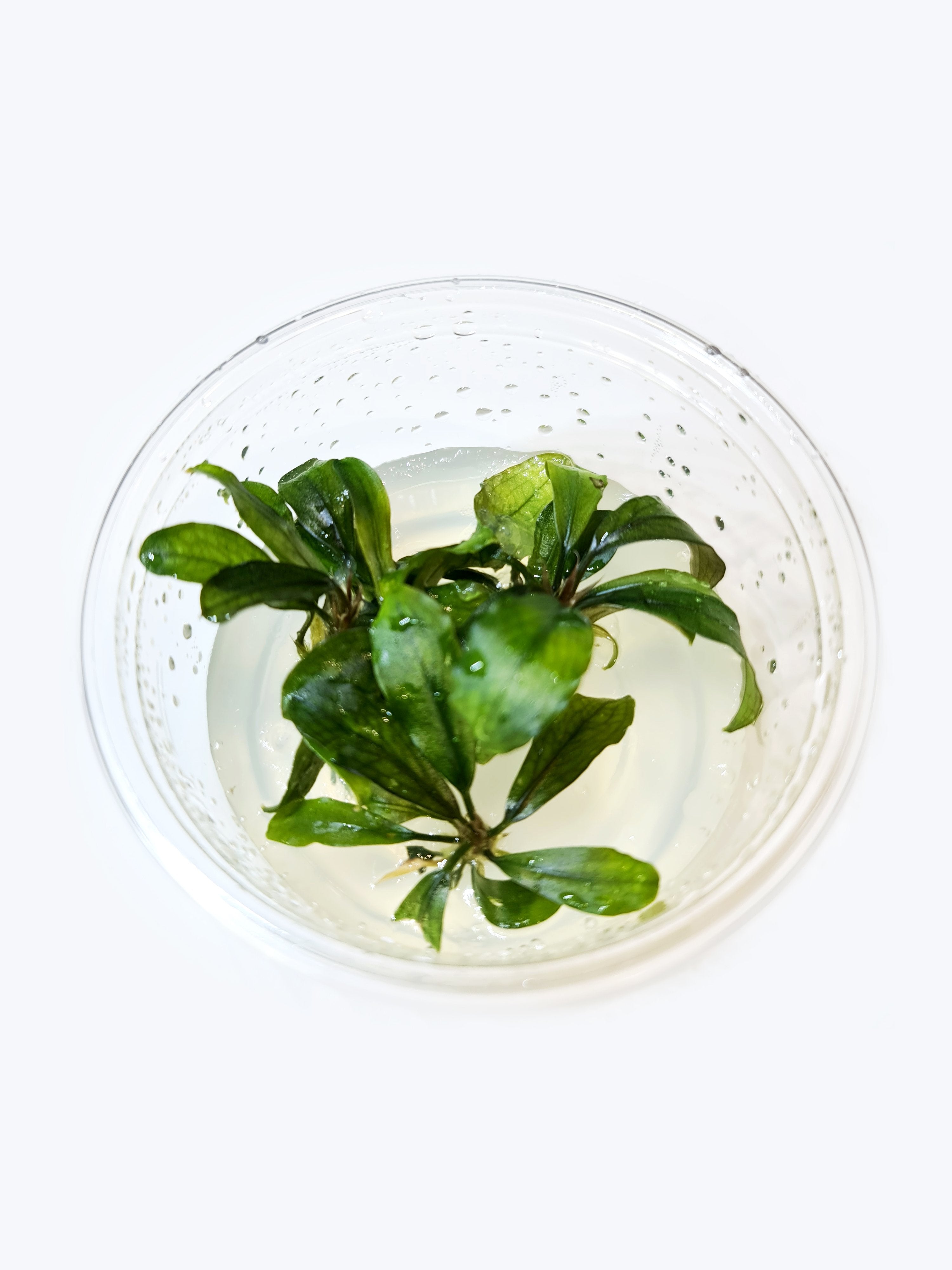 TCulture Bucephalandra Brownie Ghost (TC Cup) - Rare Aquatic Plant for Aquascaping & Fish Tanks - Perfect for Nano Tanks, Shrimp Tanks & Aquarium Decor