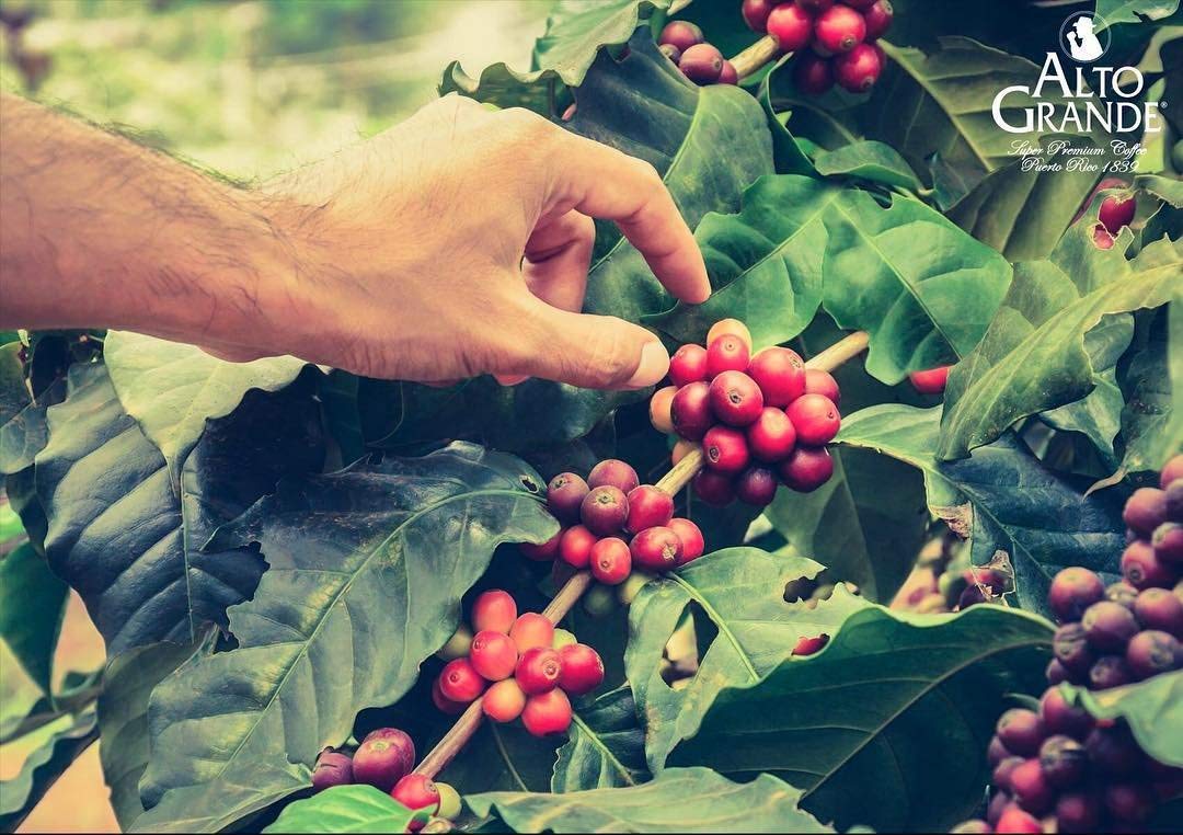 Alto Grande Super Premium Ground Coffee 8.8oz (10 Cans) - Rich Arabica Blend for Home, Office & Gifts - Perfect for Brewing, Espresso & Cold Brew