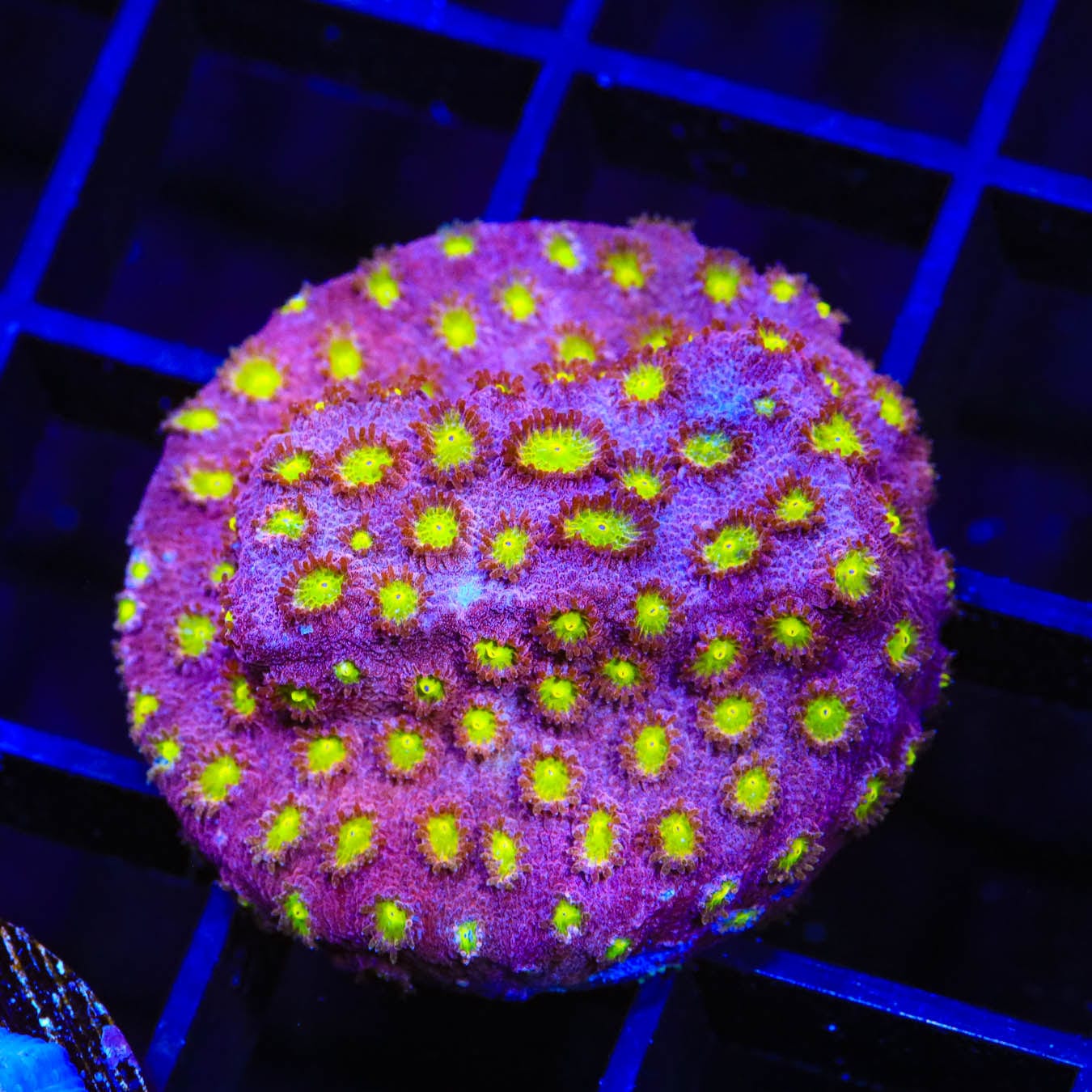 Premium CB Bling Bling Cyphastrea Coral for Saltwater Aquariums - Vibrant Colors, Easy to Care | Perfect for Reef Tanks & Coral Frag Displays