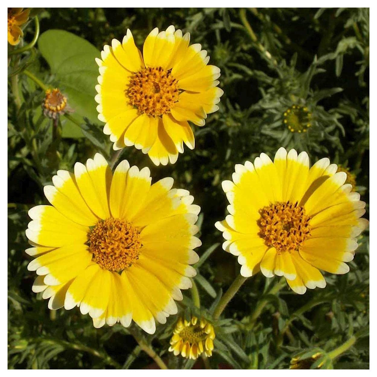 Everwilde Farms 1000 Tidy-Tips Native Wildflower Seeds - Gold Vault Jumbo Seed Packet for Pollinator Gardens & Landscaping