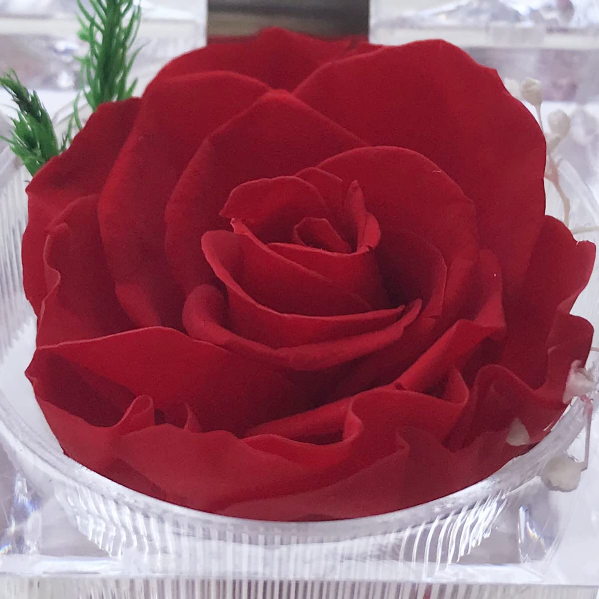 Real Preserved Rose in Mini Clear Ring Box - Eternal Flower Gift for Women, Mom, Girlfriend, Grandma - Perfect for Mother's Day, Anniversary, Valentine's, Christmas & Birthday (Red) - Romantic Home Decor & Thoughtful Present for Special Occasions