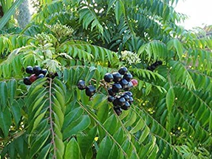 Buy Fresh Curry Leaf Live Plant (Murraya Koenigii) for Cooking & Gardening – Perfect for Indian Cuisine, Herbal Remedies & Home Gardens