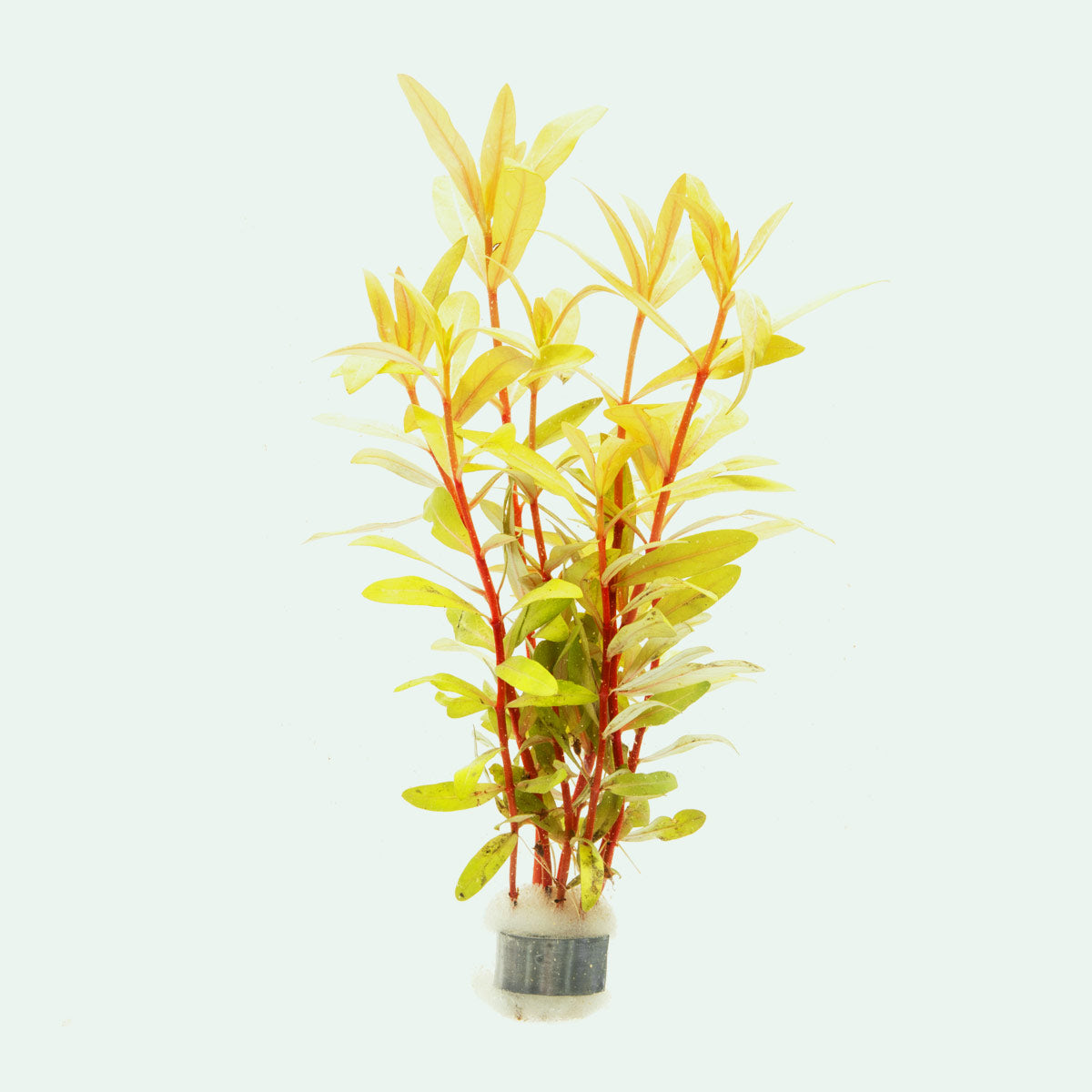Nesaea Pedicellata Golden - Live Aquarium Plant for Fish Tank Decor | Freshwater Aquatic Plants for Home & Office Aquascaping
