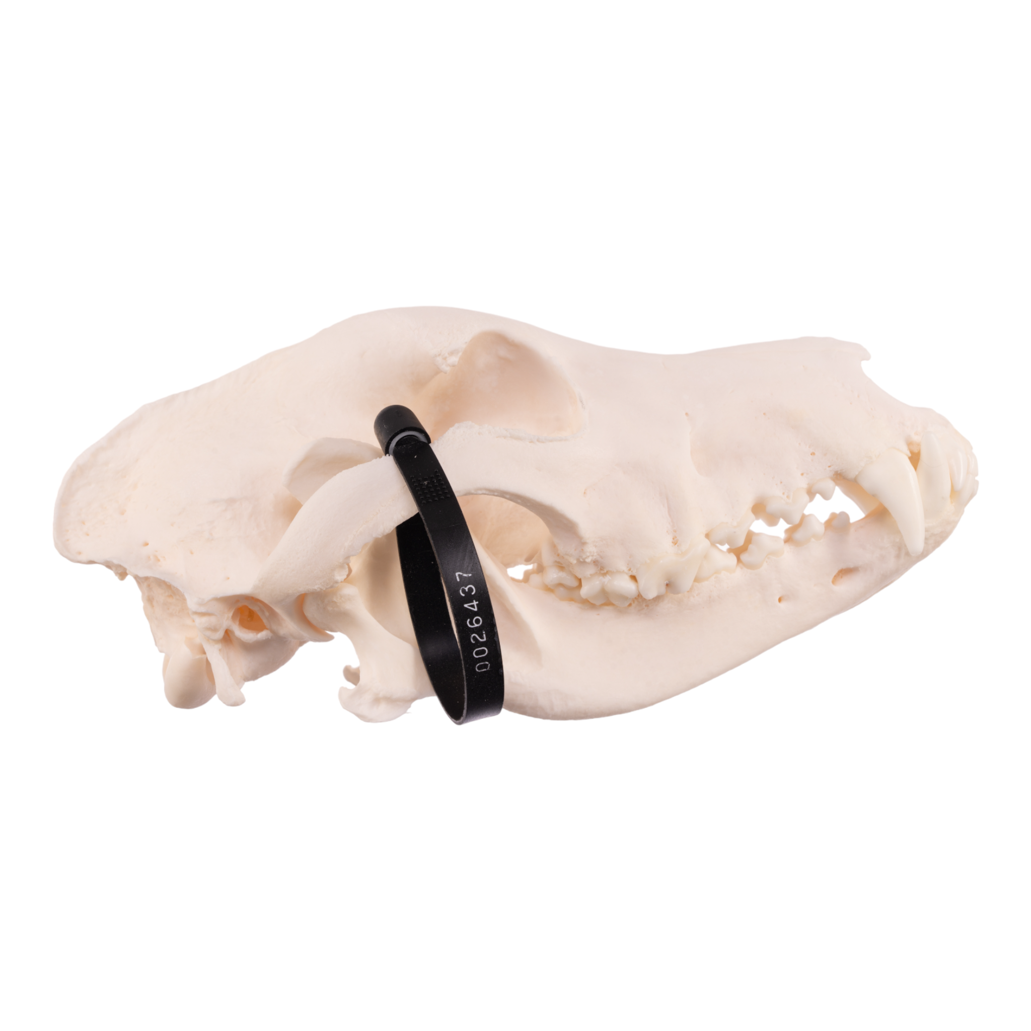 Authentic German Shepherd Dog Skull - Real Domestic Canine Skull for Veterinary Study, Taxidermy, and Educational Display