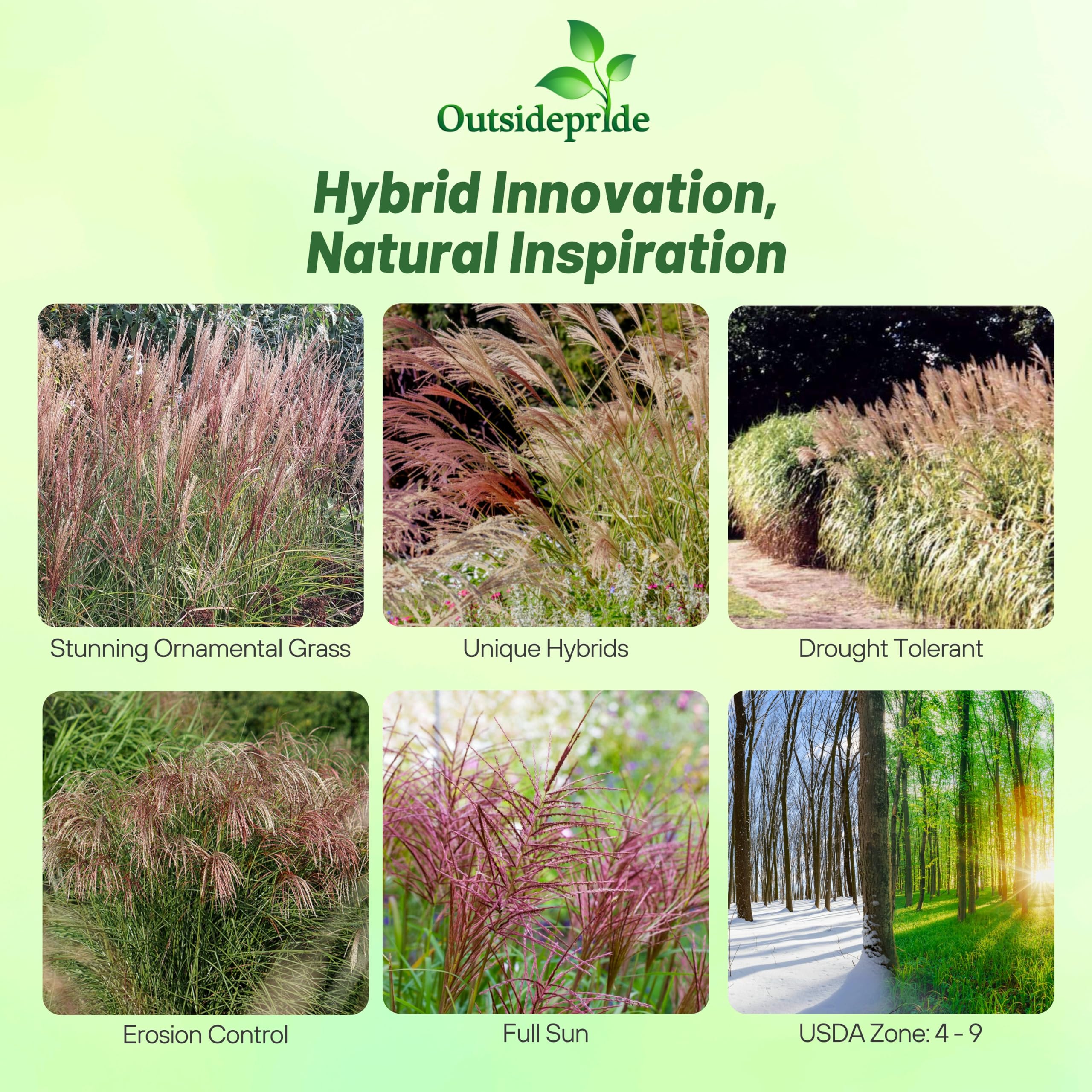 Outsidepride 250 Seeds - Perennial Miscanthus Sinensis (Chinese Silver Grass) Hybrid Ornamental Grass Seeds for Planting - Perfect for Landscaping, Garden Borders & Erosion Control