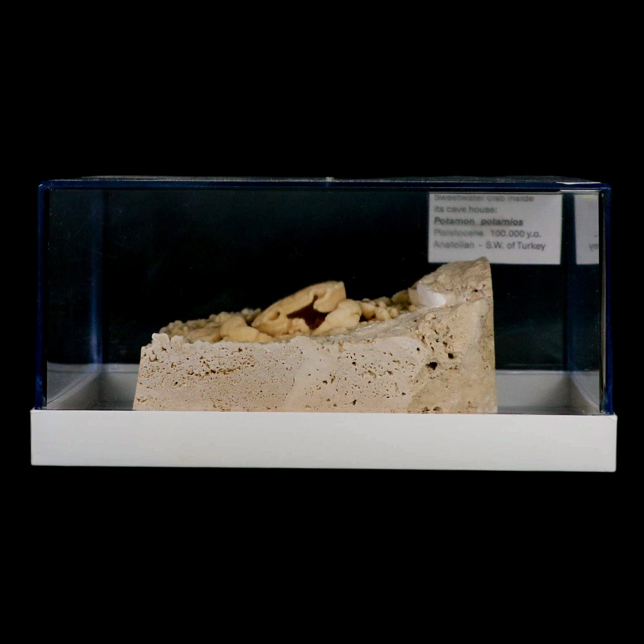 3.1 Potaman Sp Fossil Freshwater Crab in Travertine - Rare Denizli Basin Fossil from Southwest Turkey - Perfect for Collectors, Paleontology Studies & Home Decor Display