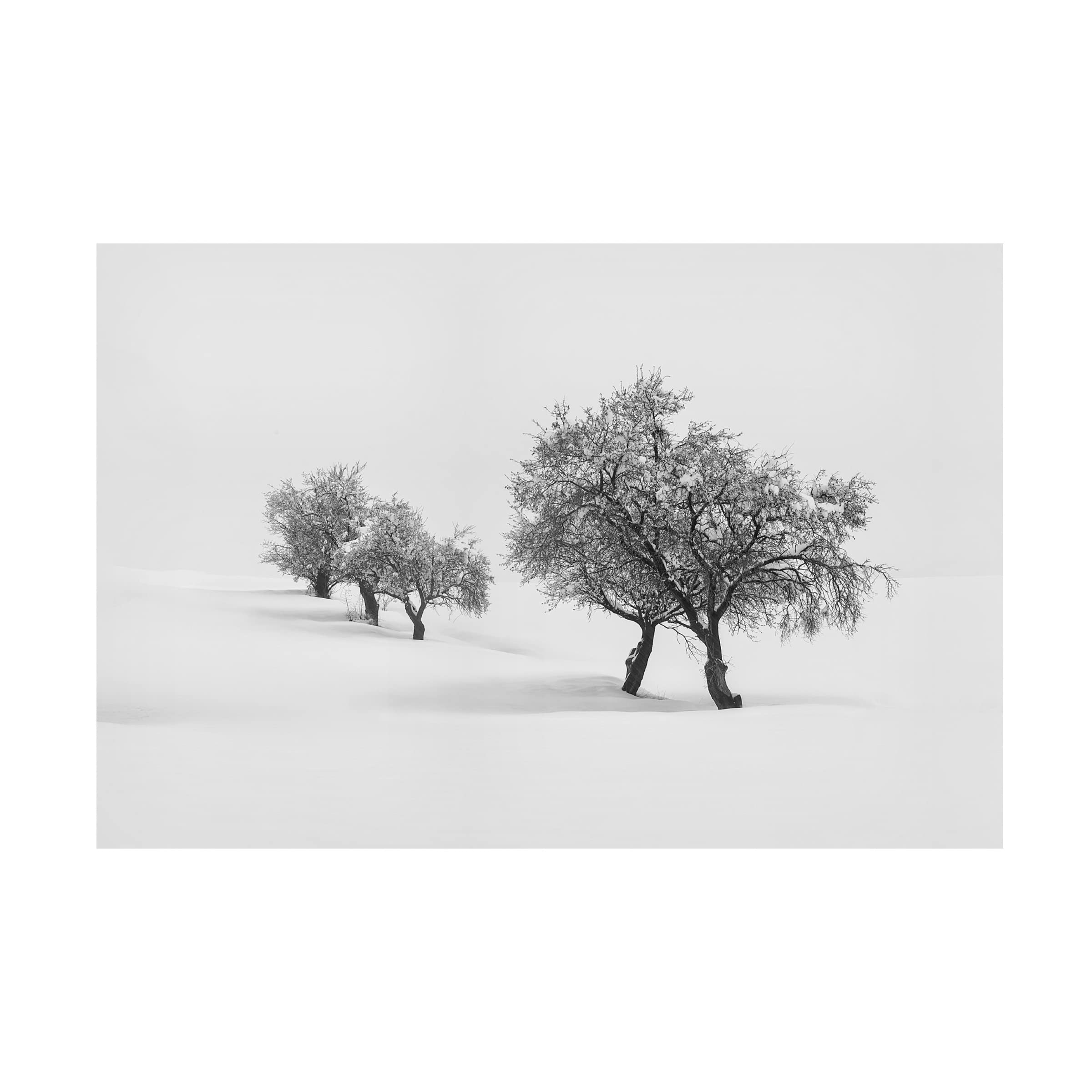 Trademark Fine Art 'White Carpet 2' Canvas Wall Art Painting by Antonio Carrillo Lopez - Perfect for Living Room, Bedroom & Office Decor