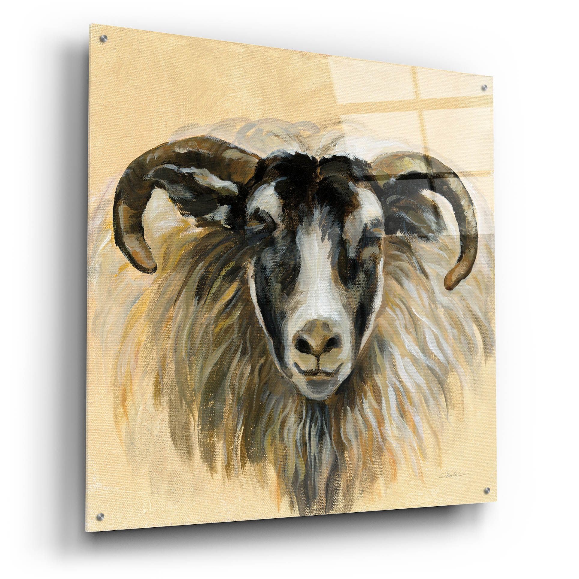 Silvia Vassileva Highland Animal Ram Acrylic Glass Wall Art - 36x36 Inches Modern Home Decor for Living Room, Bedroom & Office
