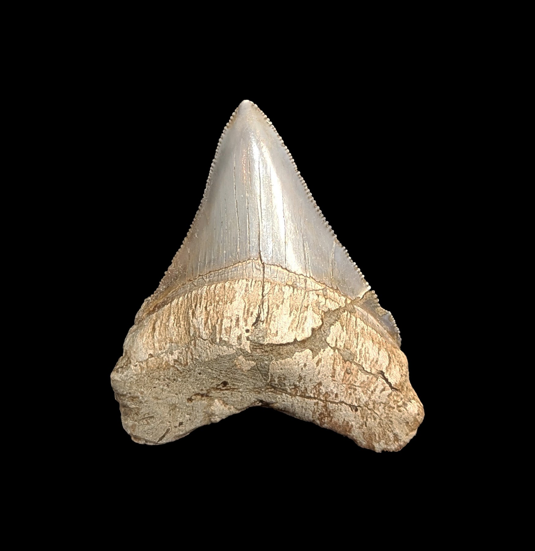 Authentic Small Megalodon Tooth Fossil - Genuine Shark Tooth Collectible for Home Decor, Jewelry Making & Paleontology Enthusiasts