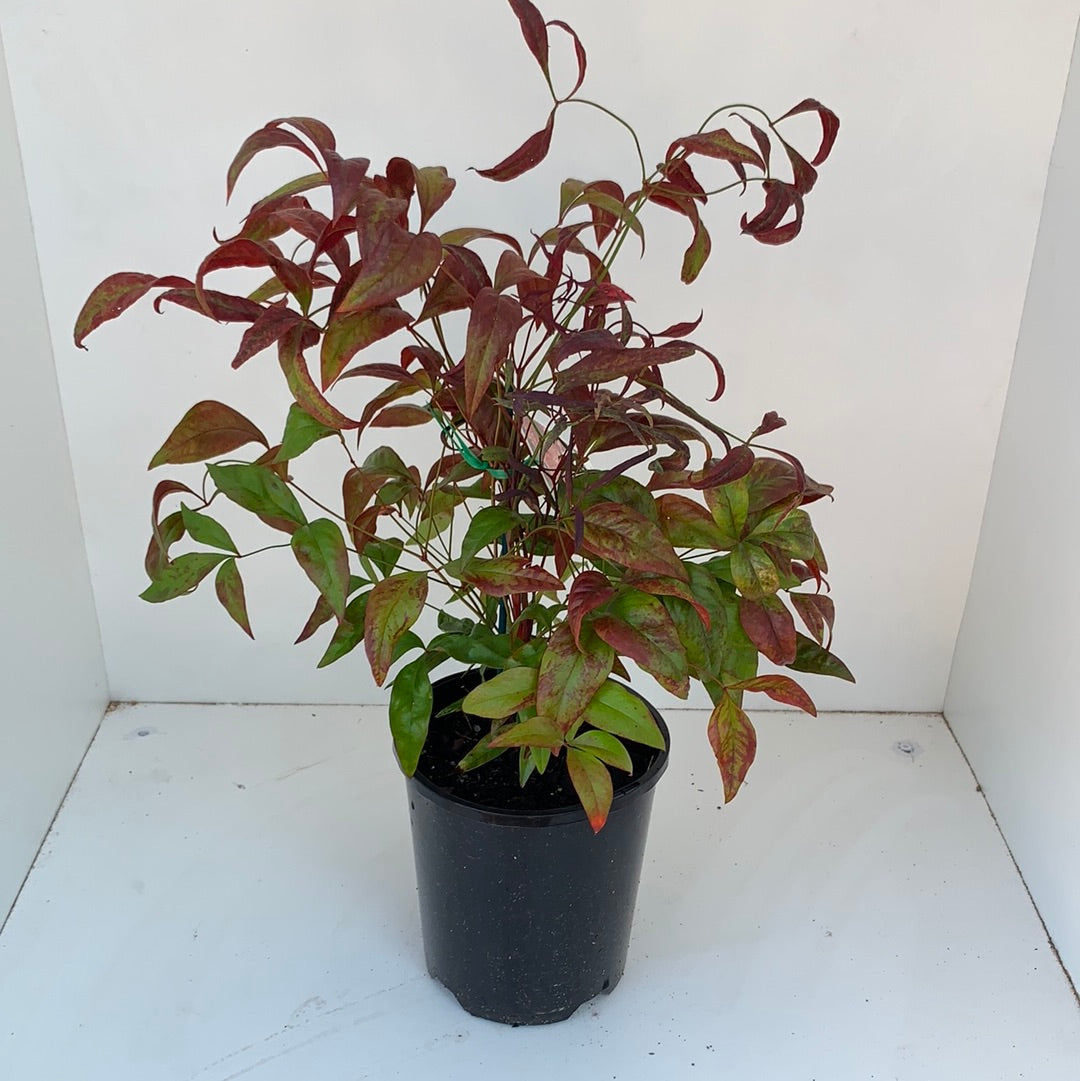 Dwarf Nandina 'Nana' - Compact Evergreen Shrub for Landscaping, Borders & Container Gardens | Perfect for Small Spaces & Asian-Inspired Gardens