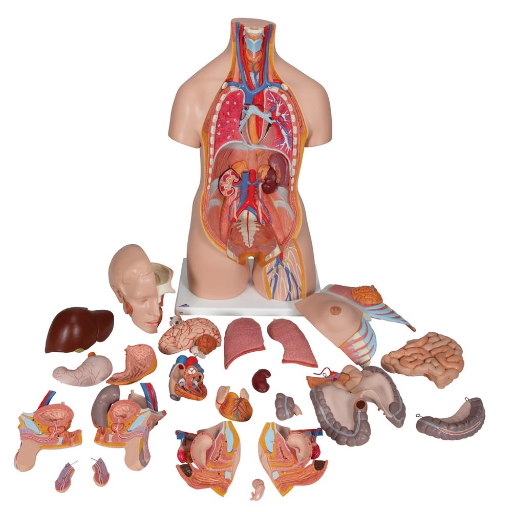 Premium Dual-Gender Human Torso Model - 24-Part Anatomical Study Kit for Medical Students & Educators | Perfect for Classroom, Lab & Home Learning