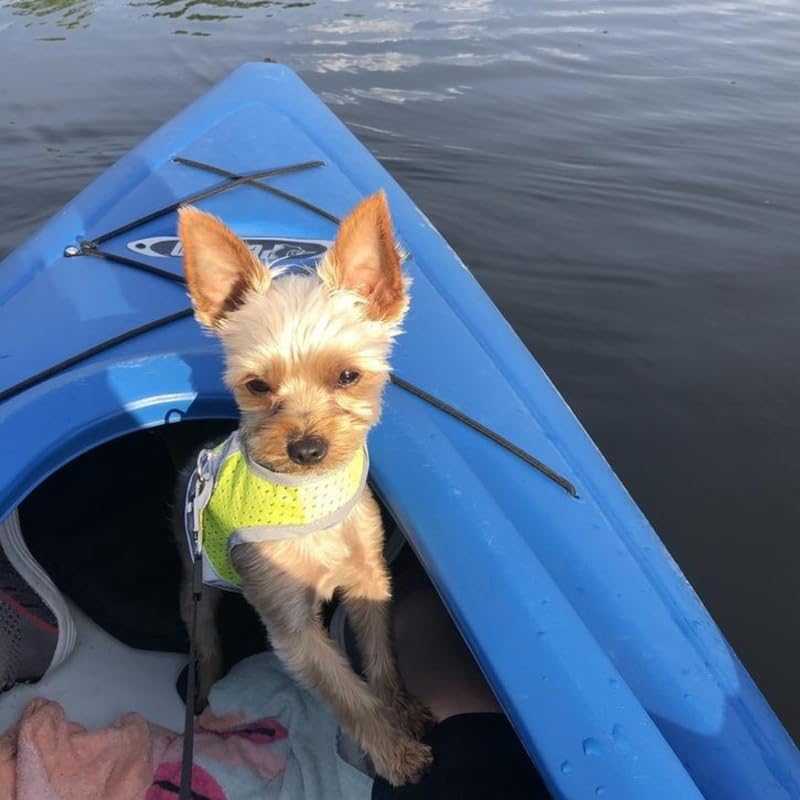 **Reflective Mesh Dog Harness for Small Dogs & Puppies - Lightweight, Breathable & Adjustable with Velcro Closure | Perfect for Teacup Breeds, Walks & Outdoor Adventures**
