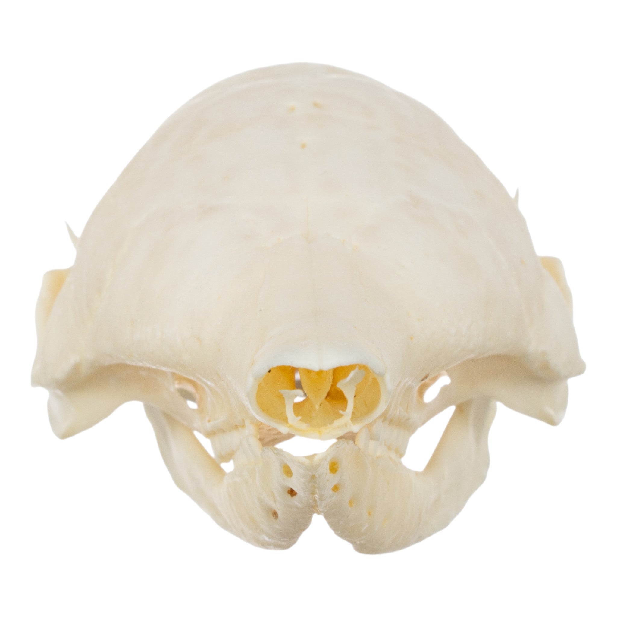 Authentic Nine-Banded Armadillo Skull - Taxidermy Specimen for Science Education & Home Decor | Perfect for Biology Classrooms, Gothic Decor, and Unique Gifts