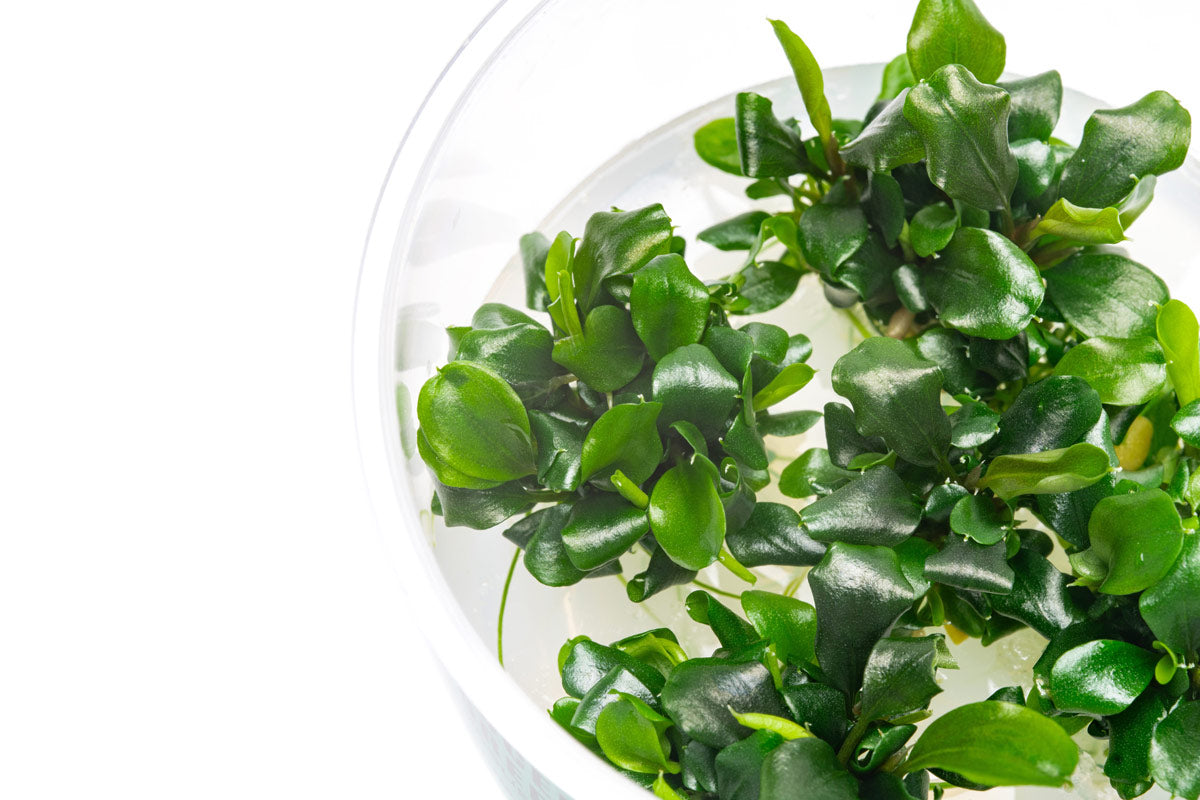 Bucephalandra Green Wavy Live Aquarium Plant - Rare Aquatic Plant for Fish Tank, Aquascaping & Nano Tanks | Perfect for Low-Tech Planted Aquariums & Shrimp Habitats