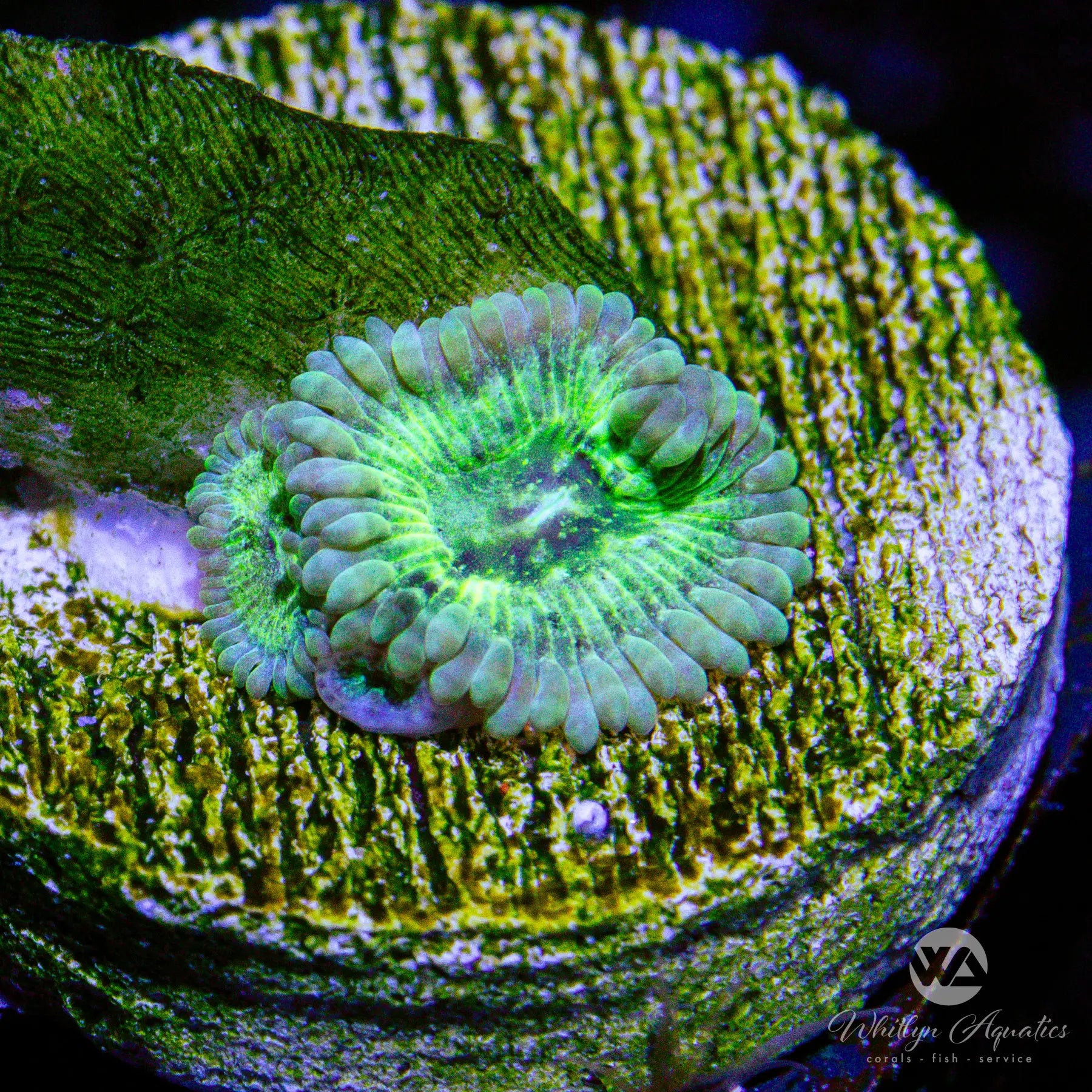 A48 WA Green Inferno Zoa Coral Frag - WYSIWYG Live Coral for Saltwater Aquariums | Perfect for Reef Tanks & Marine Displays