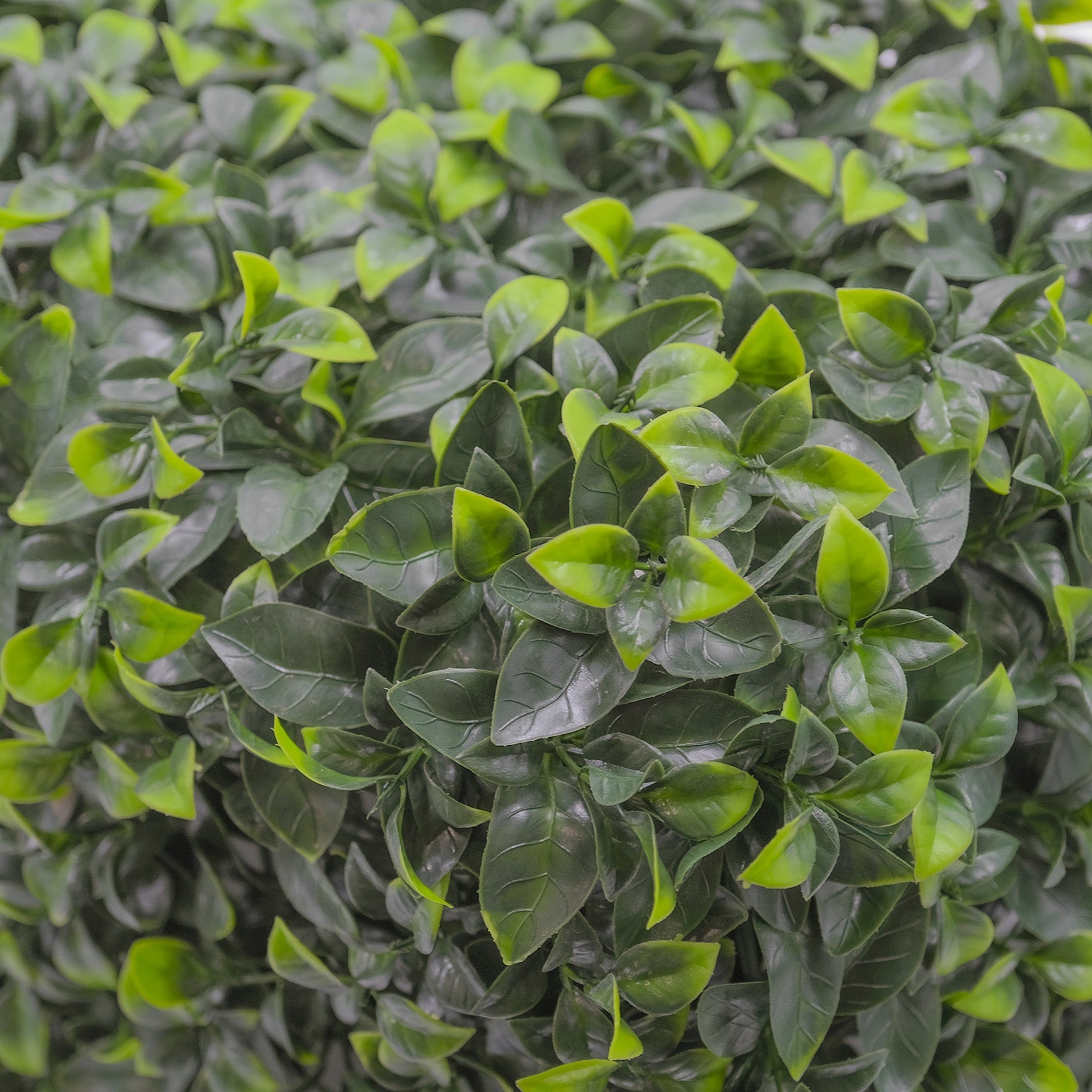 Freestanding Artificial Hedge Panel - Pittosporum Green Privacy Screen 25x100x25cm for Outdoor Garden Fence & Balcony Decoration