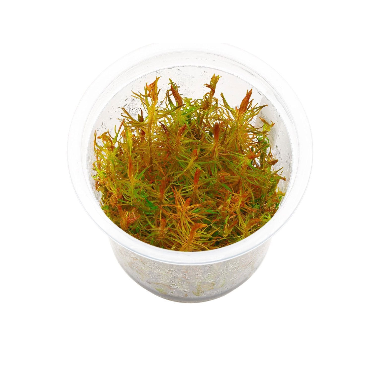 TCulture Rotala Wallichii Live Aquarium Plant (TC Cup) - Perfect for Freshwater Fish Tanks, Aquascaping & Planted Aquariums