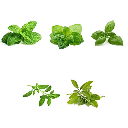 Organic Herb Garden Seeds Collection - 5 Culinary Herb Seeds Pack: Basil, Mint, Oregano, Sage & Thyme | Non-GMO Heirloom Seeds for Planting | Perfect for Indoor Herb Gardens, Kitchen Windowsills & Home Gardening