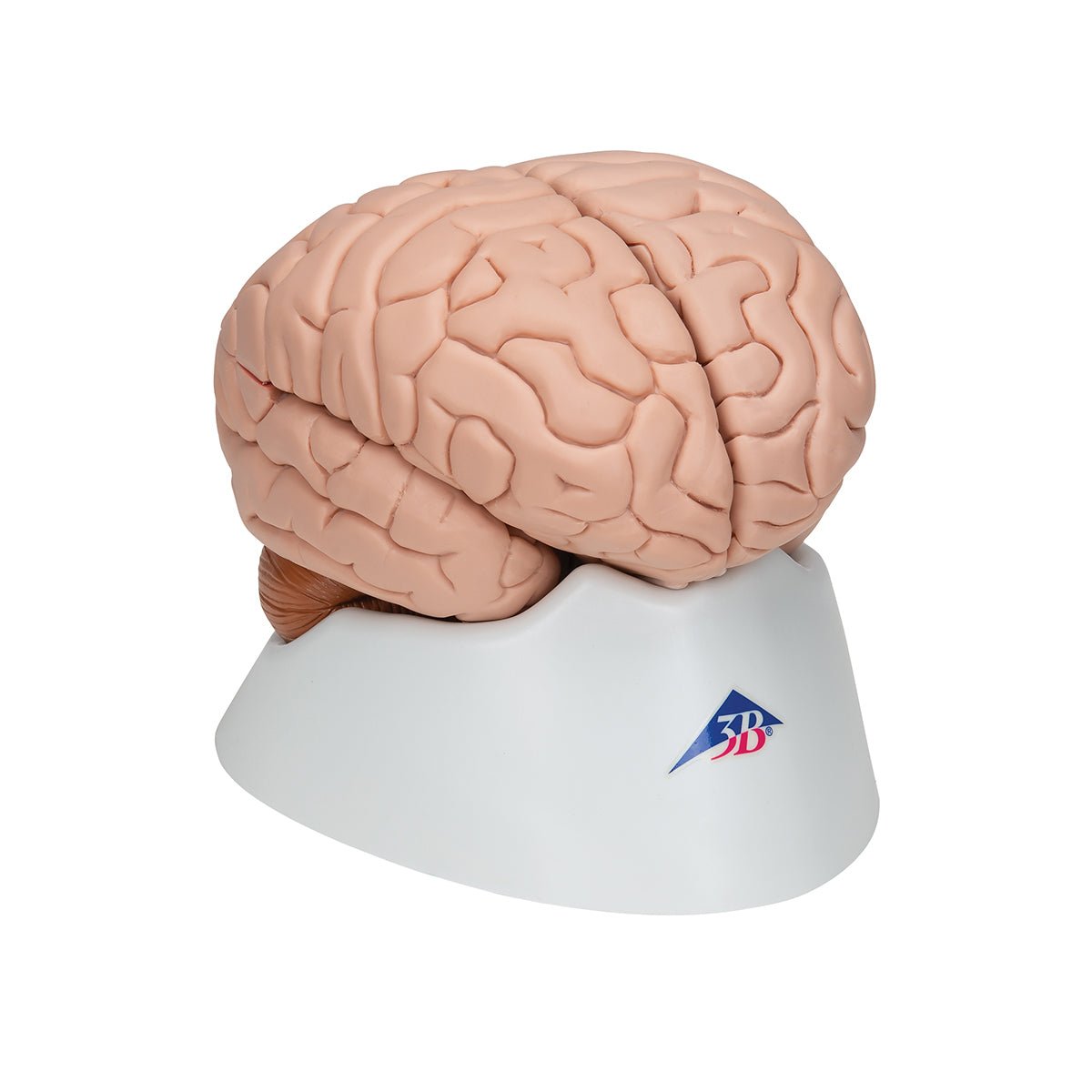8-Part Human Brain Anatomy Model - Detailed Educational Tool for Medical Students & Science Classrooms | Perfect for Study, Teaching & Neuroscience Research