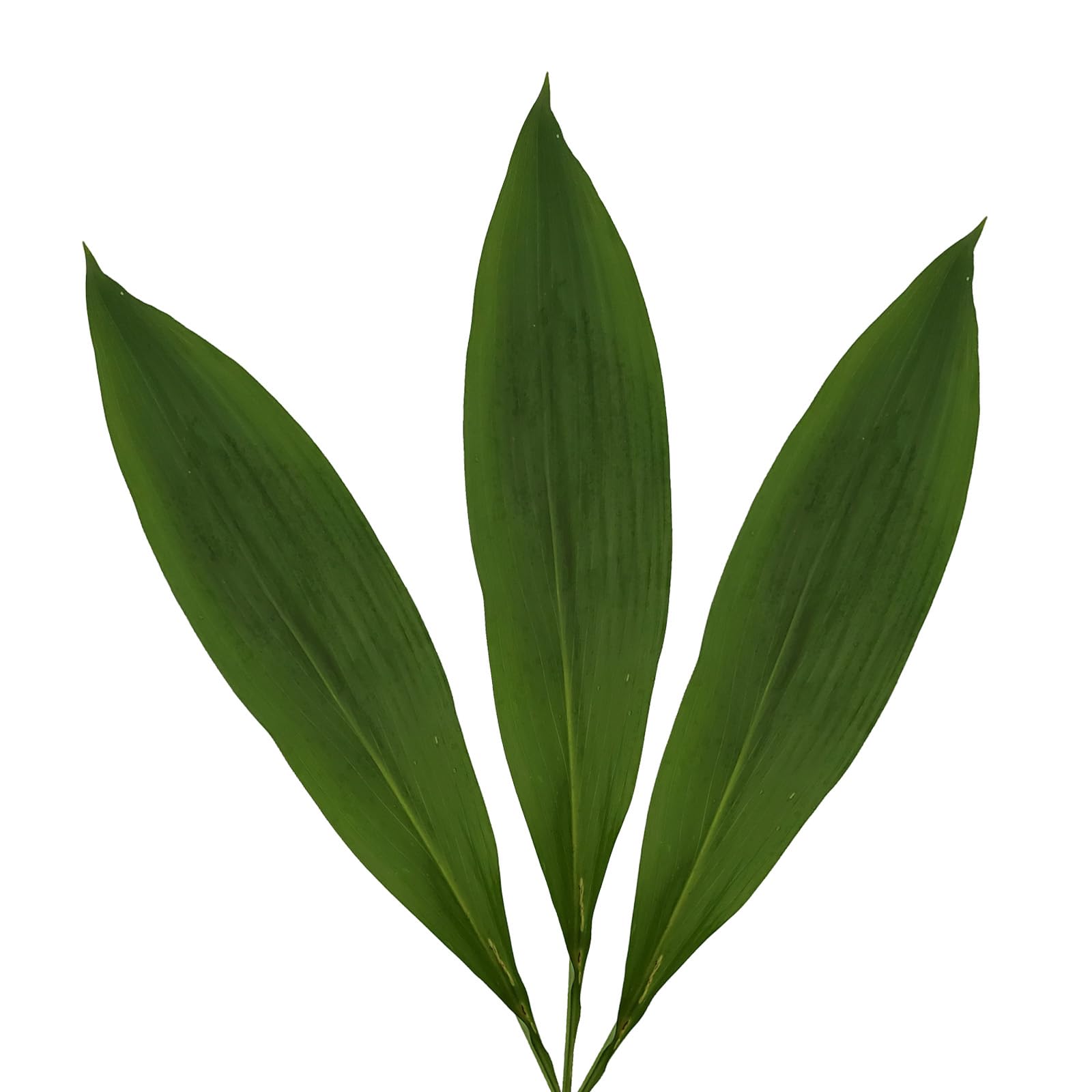 Fresh Aspidistra Greens - 150 Stems of Premium Green Leaves for Floral Arrangements, Wedding Decor, and Home Centerpieces
