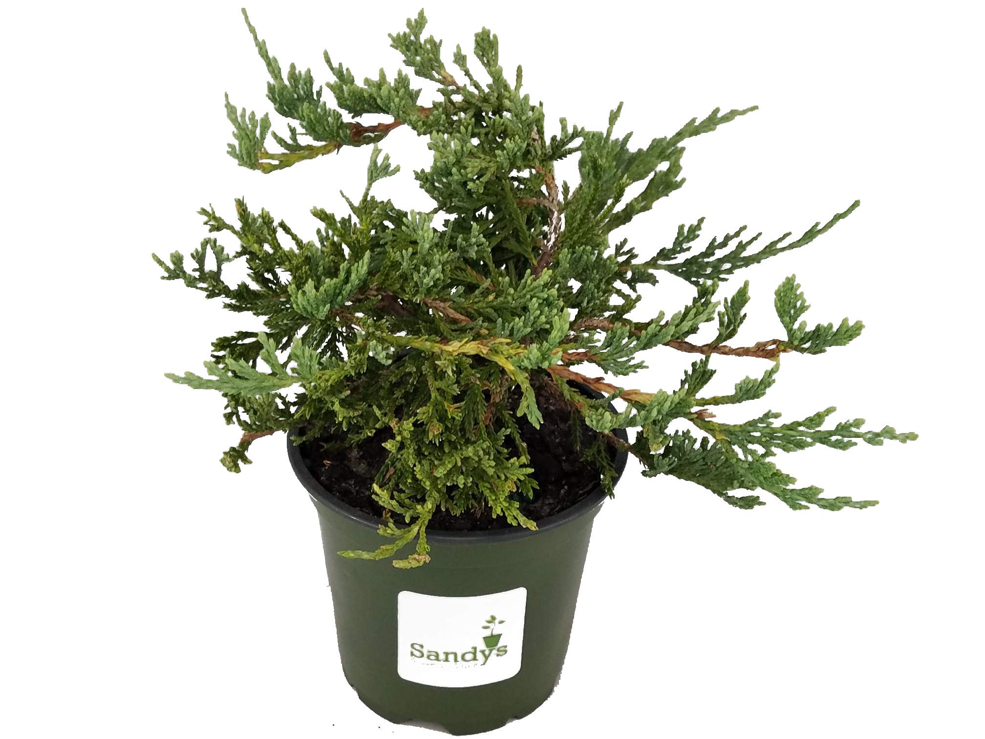 Juniper Blue Rug Ground Cover Plants - Lot of 30 (4 Inch Pots) | Drought-Tolerant Evergreen Shrubs for Landscaping, Rock Gardens & Slopes