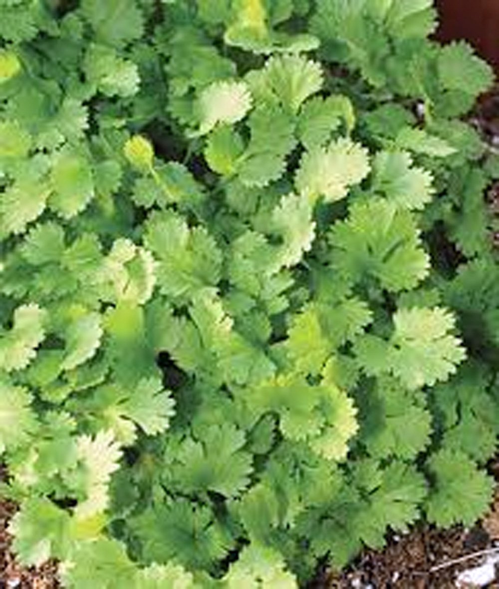 Organic Cilantro Slow Bolt Heirloom Seeds - 99+ Non-GMO Herb Seeds for Cooking, Gardening & Fresh Salsa Making - Perfect for Home Gardens, Container Planting & Culinary Use