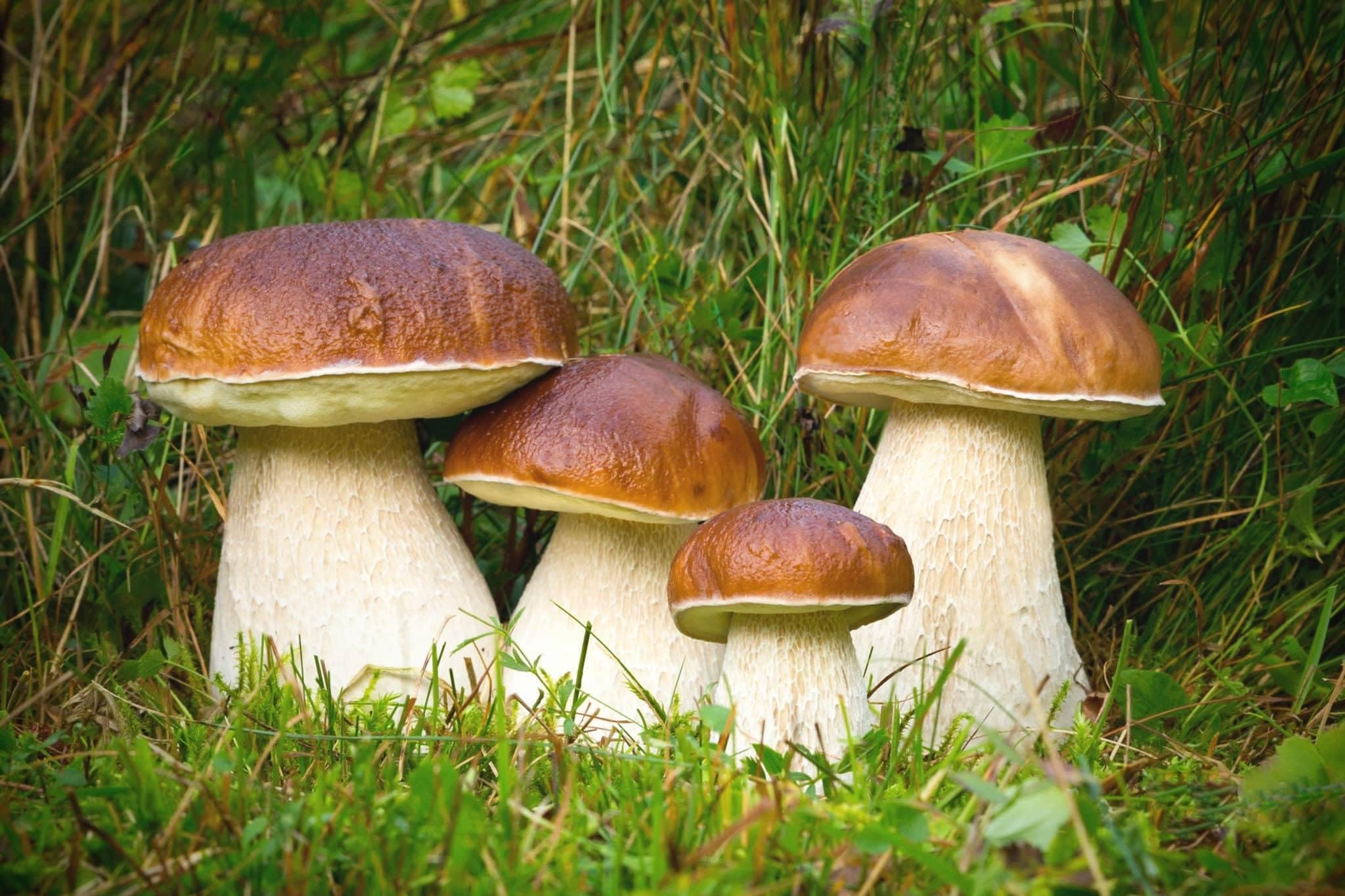 Premium Italian Porcini Mushrooms - Whole, Fresh or Frozen, 4lb Bulk Pack | Perfect for Risotto, Pasta & Gourmet Cooking
