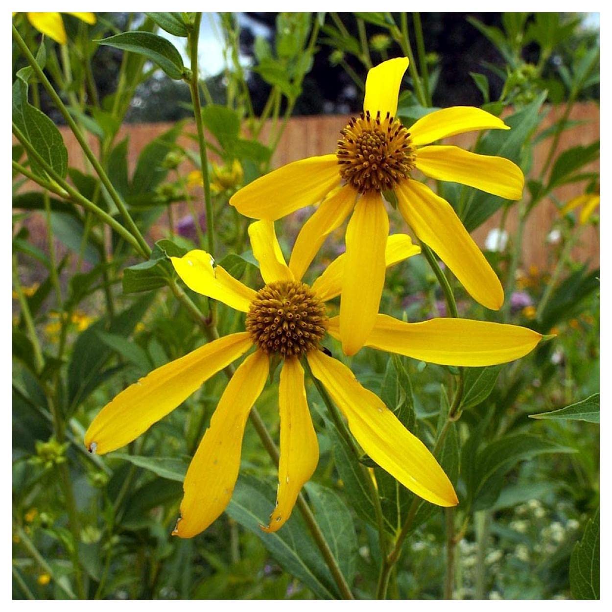 Everwilde Farms - 300 Wild Golden Glow Native Wildflower Seeds - Gold Vault Jumbo Seed Packet for Pollinator Gardens, Landscaping & Natural Habitats