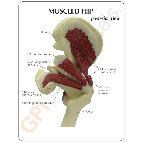 Human Hip Joint Model with Muscles - Anatomical Educational Tool for Medical Students, Doctors & Physical Therapists | Perfect for Classroom, Clinic & Home Study