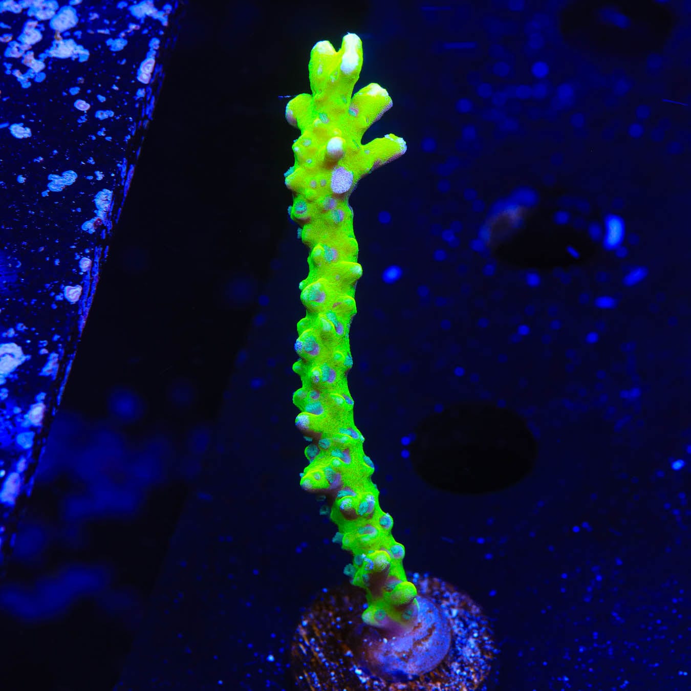 CB The Thing Anacropora Coral - Premium Live Coral for Saltwater Aquariums | Perfect for Reef Tanks & Marine Displays