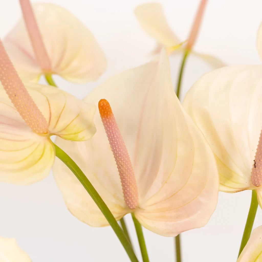Anthurium Lime Burst Obake Tropical Flower - Exotic Live Houseplant for Home & Office Decor - Perfect for Indoor Gardens, Wedding Centerpieces & Tropical Theme Parties