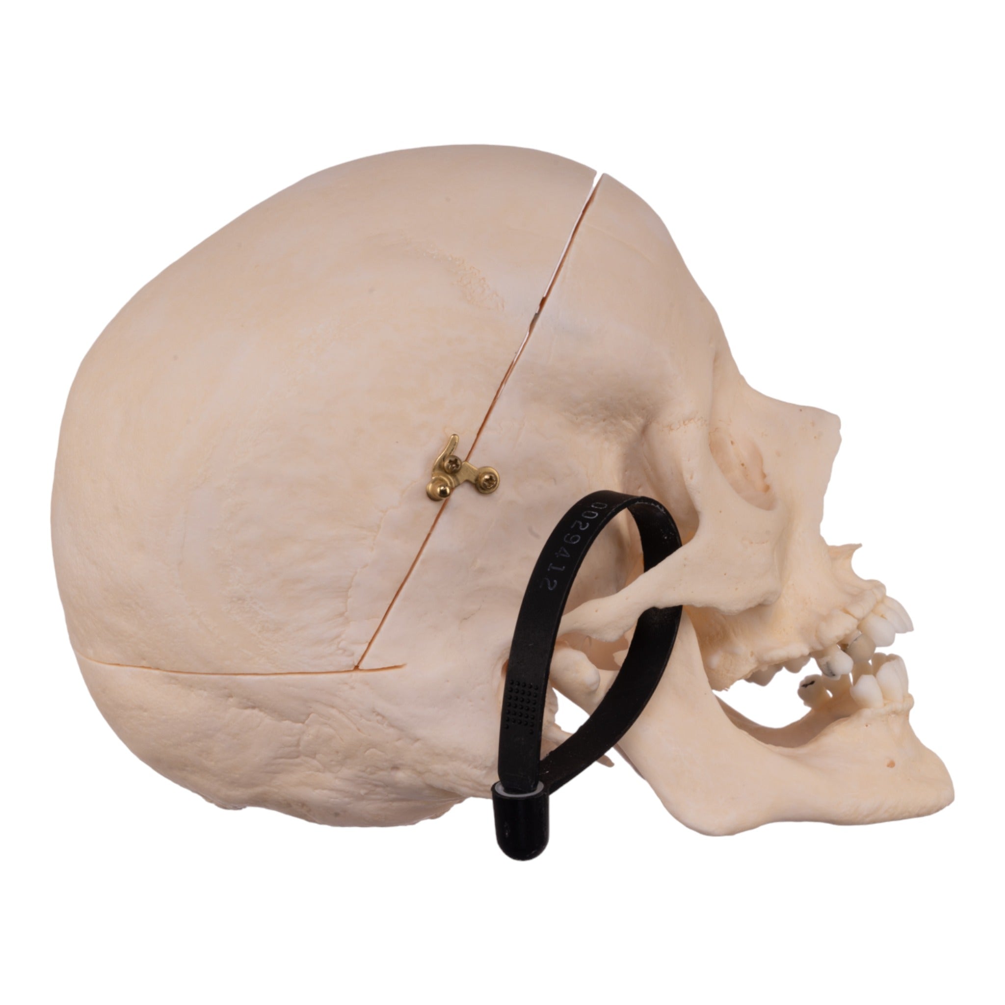 Premium Anatomical Human Skull Model - Accurate Medical & Educational Replica for Students, Doctors & Collectors | Perfect for Classroom, Lab Study & Halloween Decor