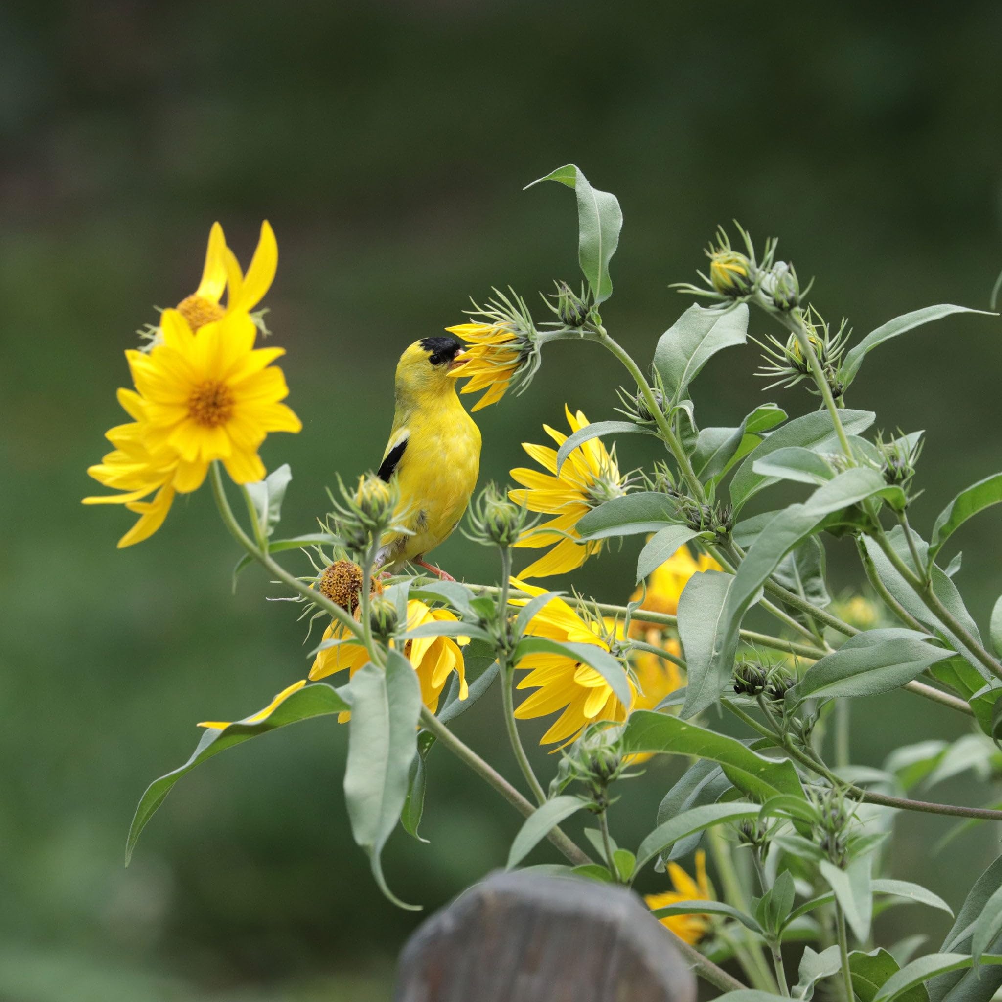 Eden Brothers Maximilian Sunflower Seeds - Non-GMO, Heirloom Variety for Planting - Perfect for Home Gardens, Landscaping & Pollinator-Friendly Gardens