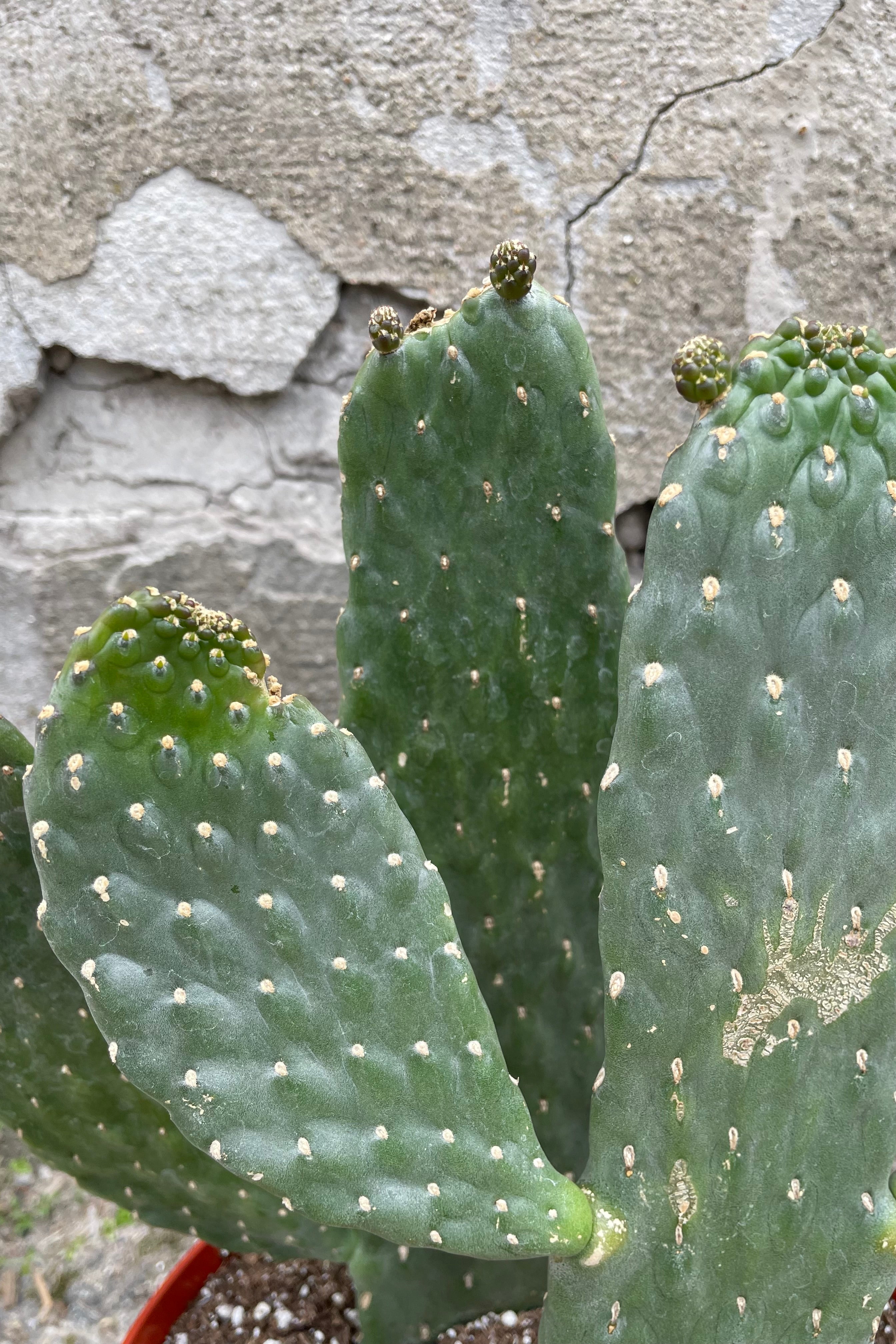 Consolea Rubescens Cactus - 8 Inch Prickly Pear Plant for Home & Office Decor | Perfect for Indoor Succulent Gardens & Desert Landscaping