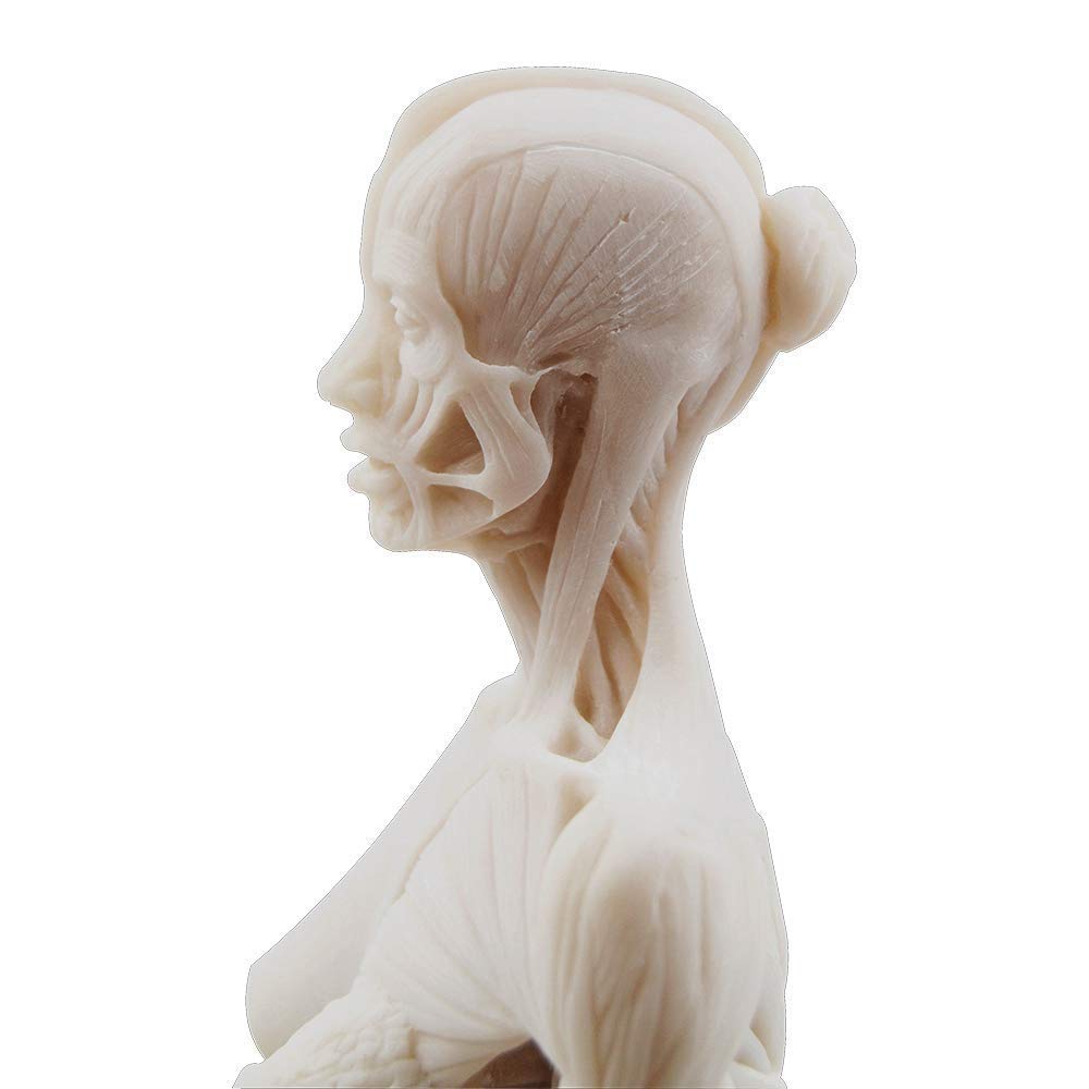 Alkita 11 Inch Female Resin Human Body Musculoskeletal Anatomical Model - Perfect for Medical Students, Anatomy Classes & Science Education