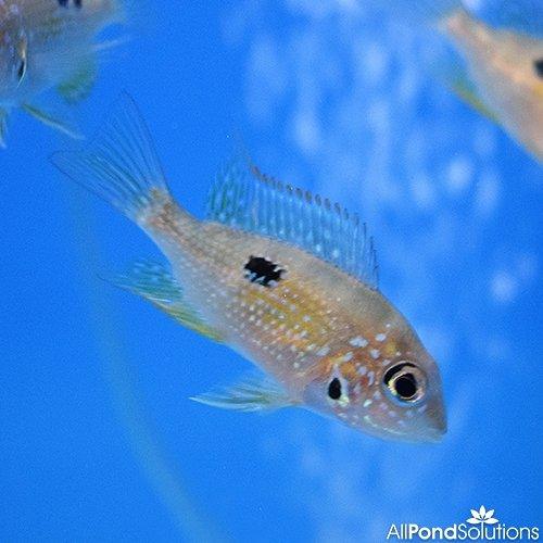 Ellioti Cichlid (Thorichthys Ellioti) - Live Freshwater Aquarium Fish for Tropical Tanks | Perfect for Community Aquariums & Fish Breeding
