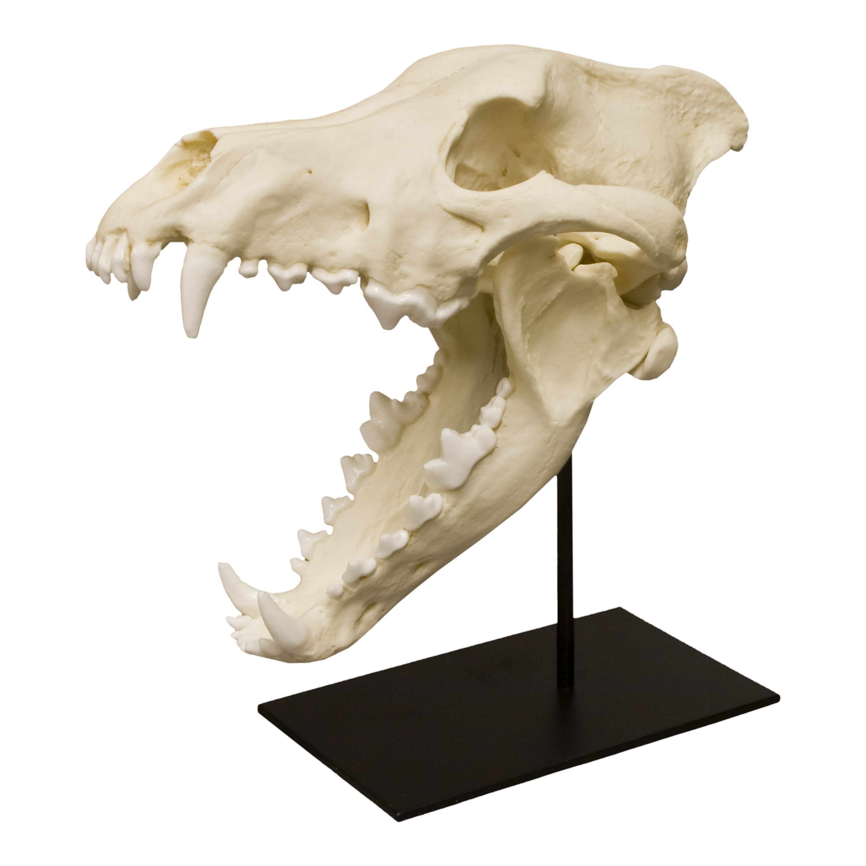 Authentic Replica Dire Wolf Skull - Realistic Canis Dirus Fossil Model for Home Decor, Halloween Props, and Paleontology Enthusiasts | Perfect for Gothic Decor, Movie Props, and Educational Displays