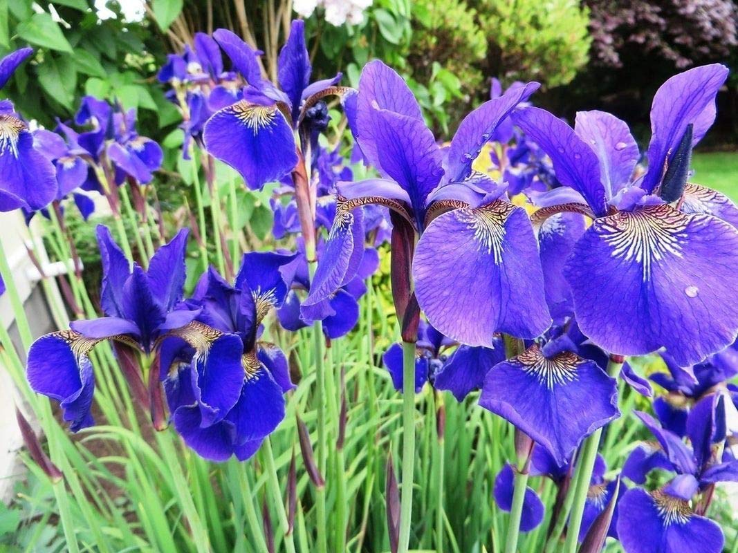 Wild Blue Iris Seeds (25 Seeds) - Vibrant Blue to Violet Blooms, Attracts Hummingbirds | Perfect for Garden Borders, Pollinator Gardens & Cut Flower Arrangements
