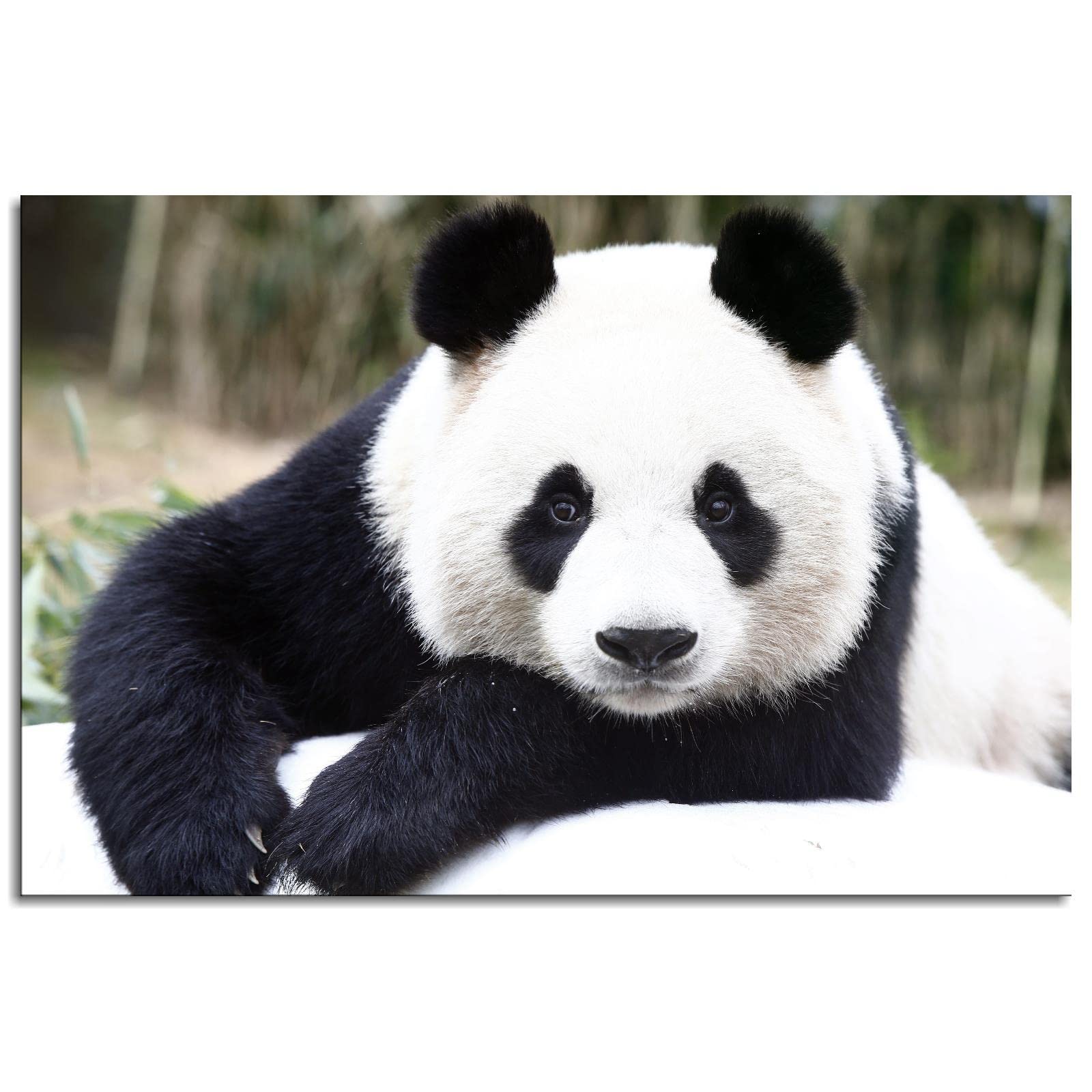 Panda Canvas Wall Art - 36x24 Inch Unframed Animal Print Poster for Home & Office Decor | Perfect for Living Room, Bedroom, Nursery & Gifts