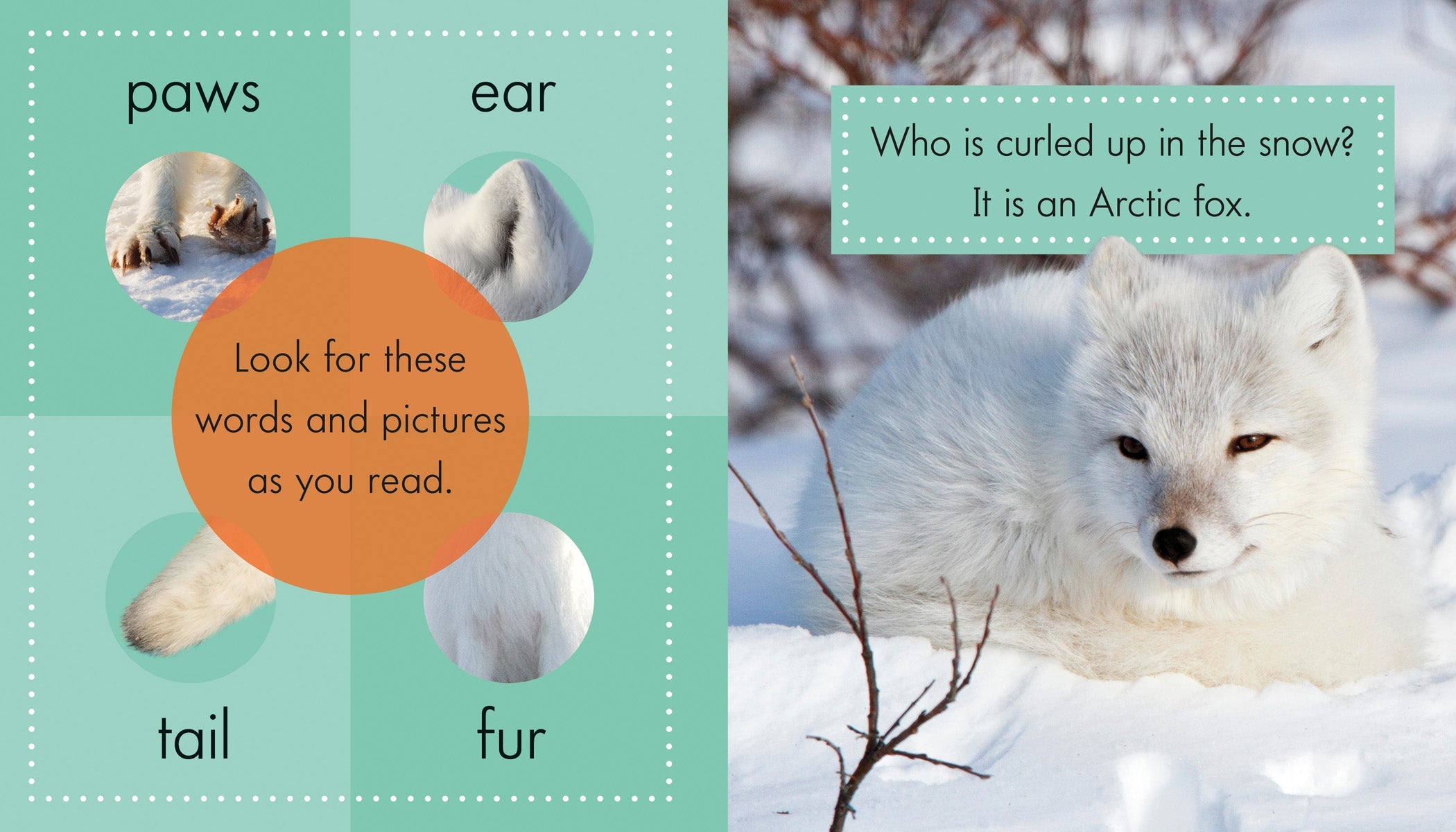Arctic Foxes Plush Stuffed Animals - Soft & Cuddly Arctic Fox Toys for Kids, Perfect for Gifts, Nursery Decor, and Wildlife Enthusiasts